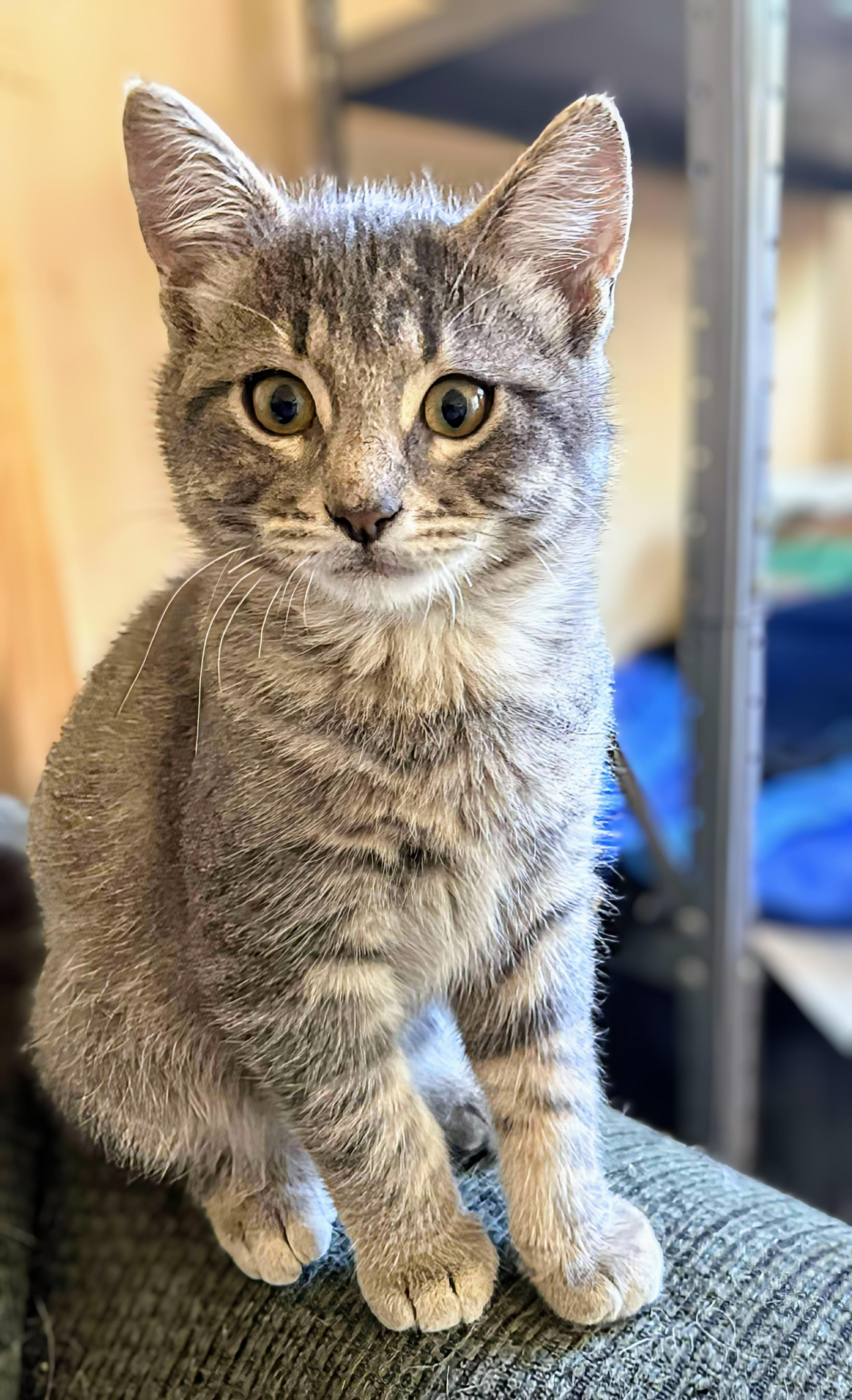 Enlarge Nixon, a Adopted Domestic Short Hair in Winnipeg, MB image 1/3