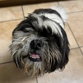 Enlarge Osiris, an adopted Shih Tzu in Powell Butte, OR image 1/3