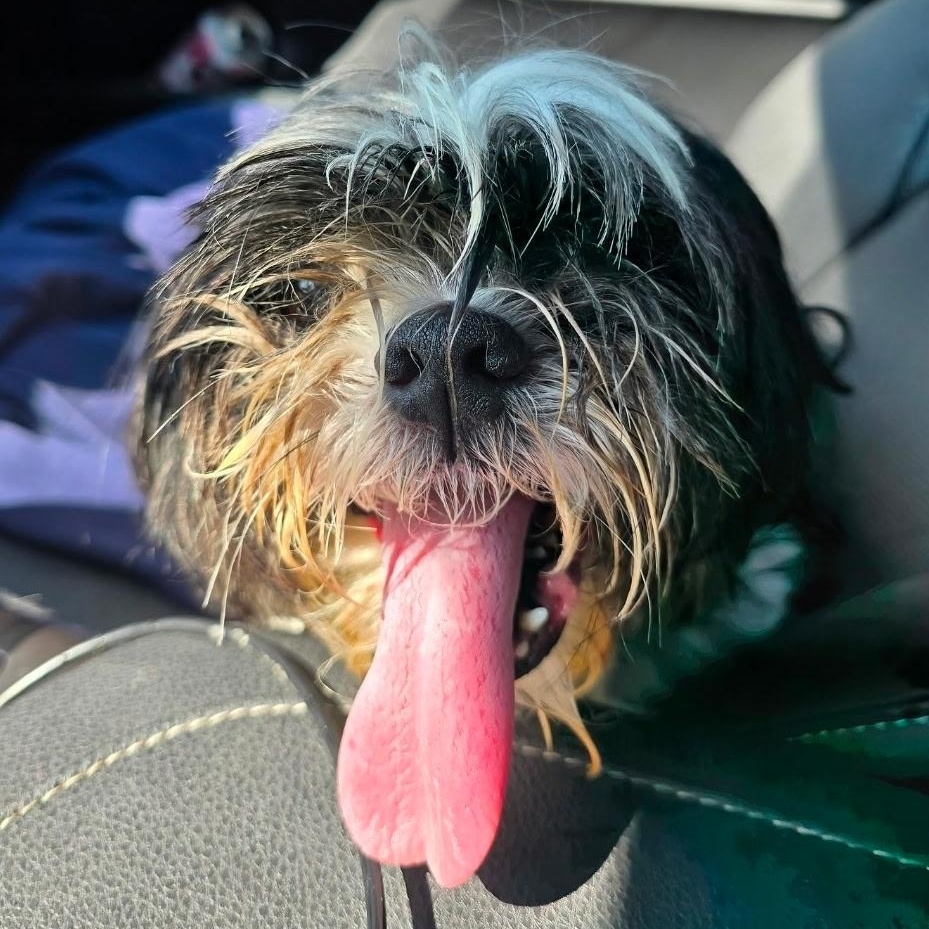 Enlarge Osiris, an adopted Shih Tzu in Powell Butte, OR image 2/3