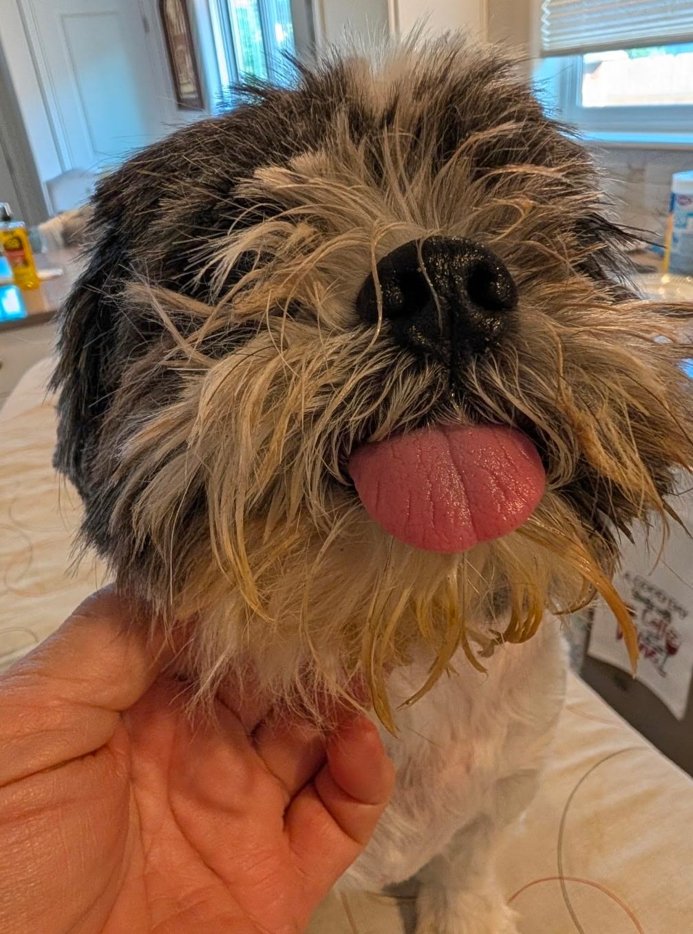Enlarge Osiris, an adopted Shih Tzu in Powell Butte, OR image 3/3
