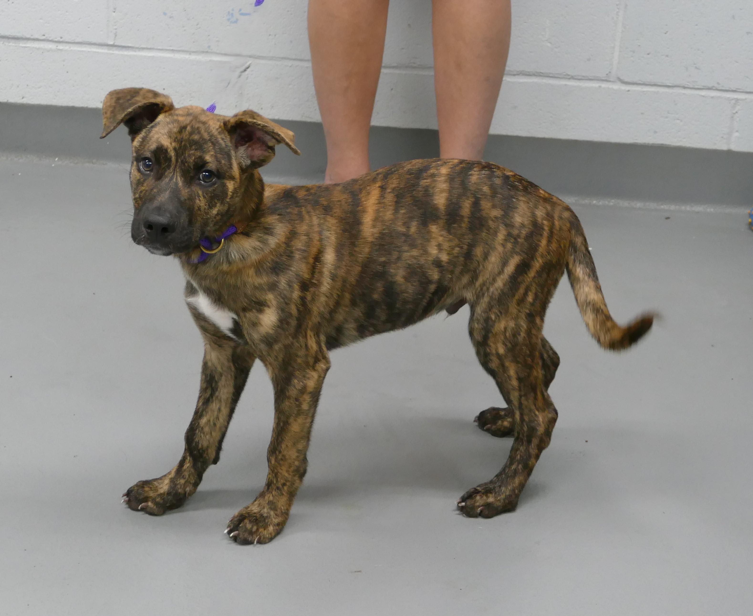 Enlarge SPARKS, a Adopted mixed breed in Beechbottom, WV image 1/4
