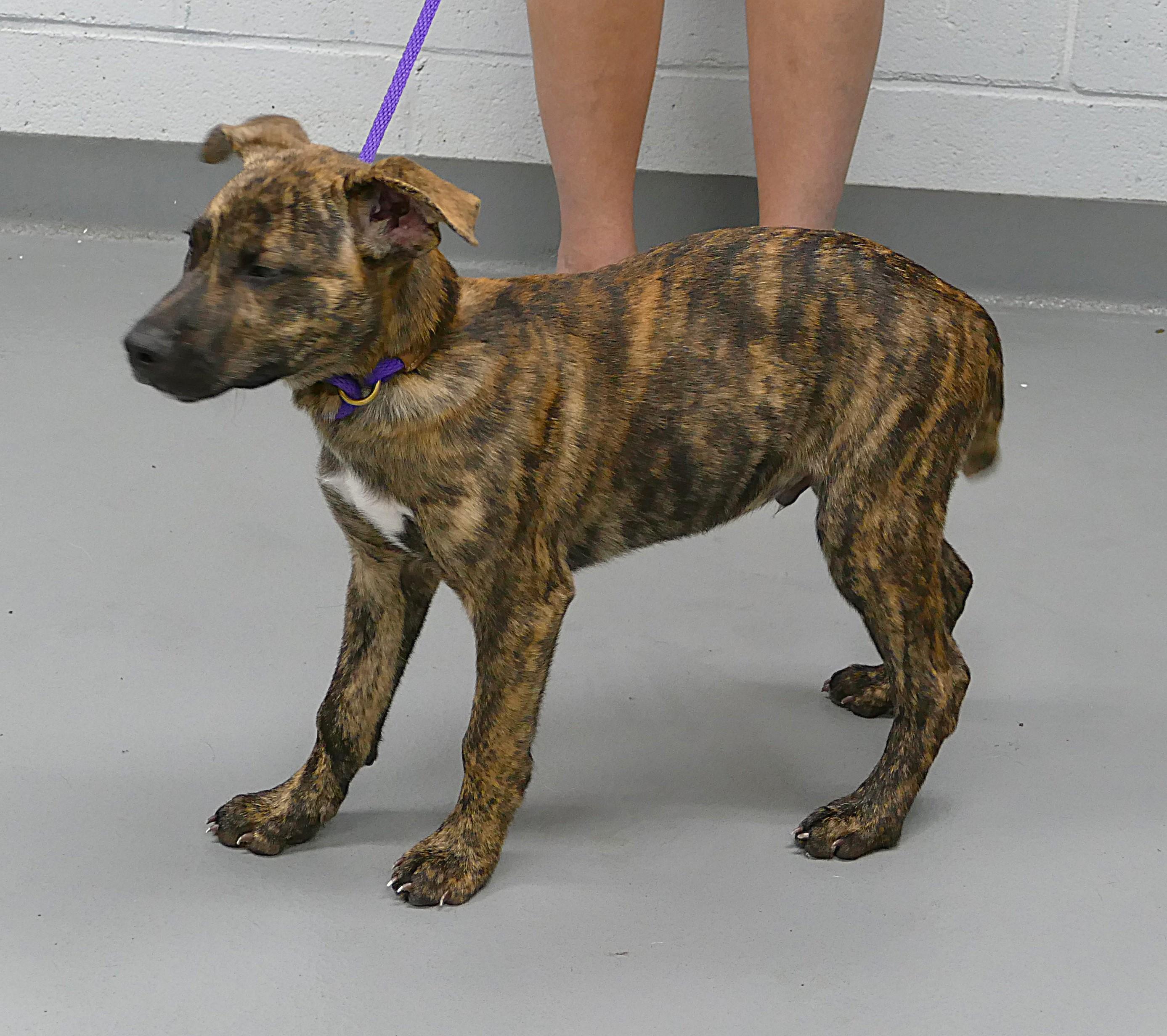 Enlarge SPARKS, a Adopted mixed breed in Beechbottom, WV image 2/4