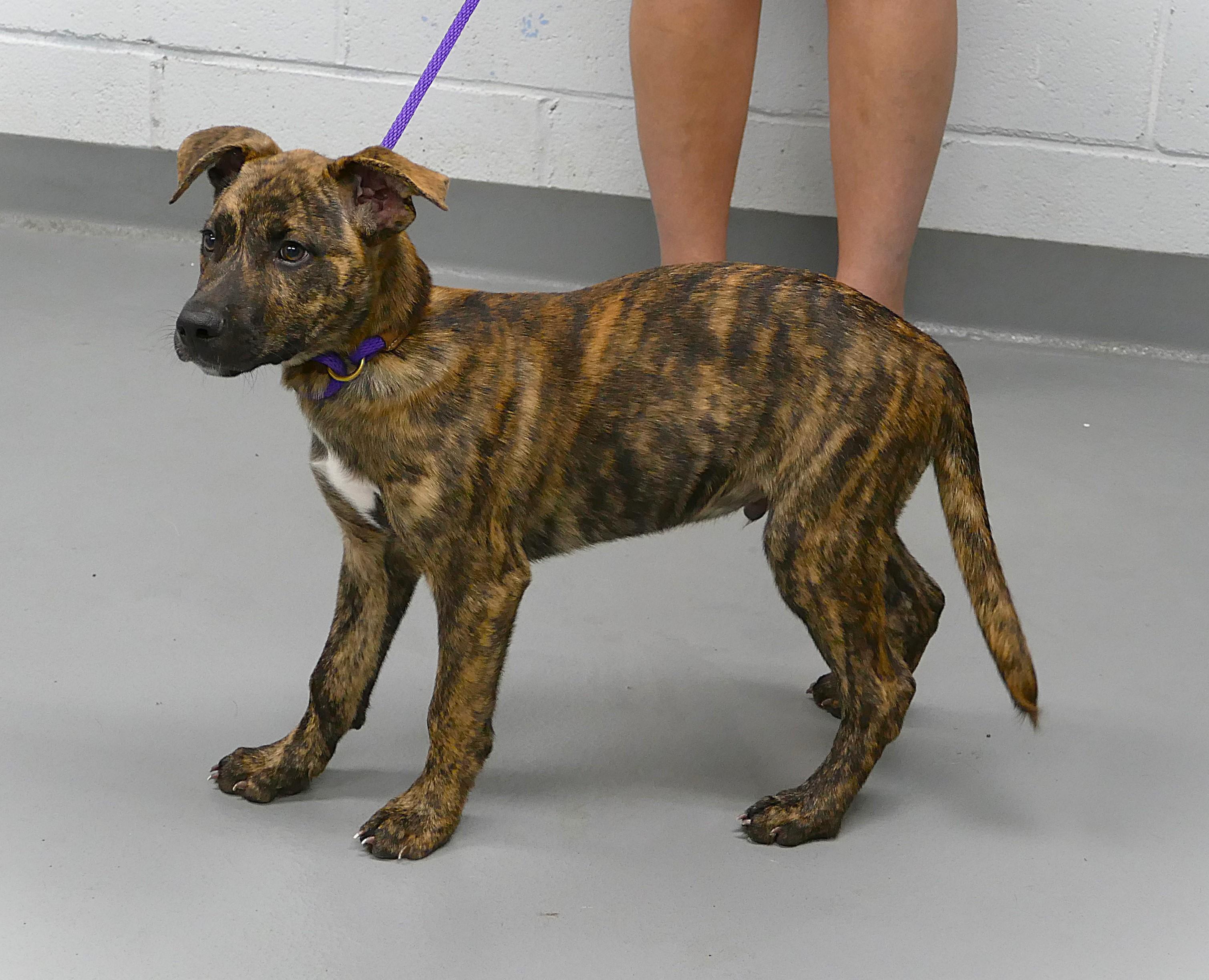 Enlarge SPARKS, a Adopted mixed breed in Beechbottom, WV image 4/4