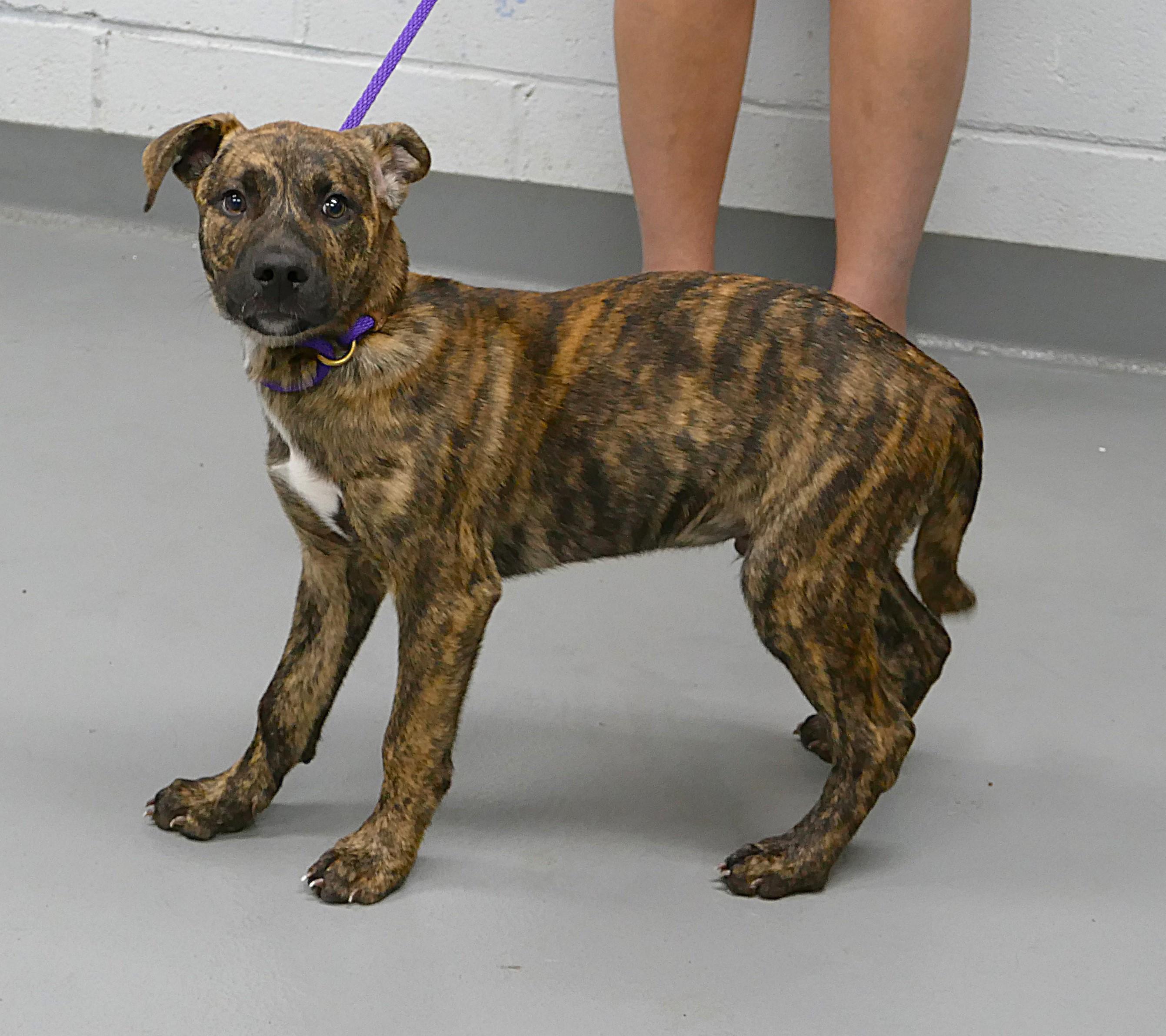 Enlarge SPARKS, a Adopted mixed breed in Beechbottom, WV image 3/4
