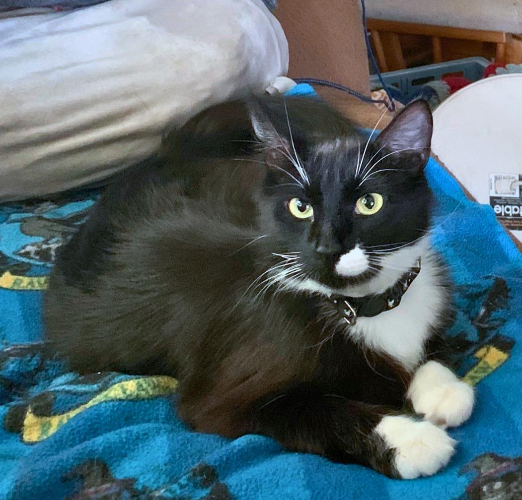 Cinder, a charming belle, Adoptable, Young Female Norwegian Forest Cat & Ragdoll.