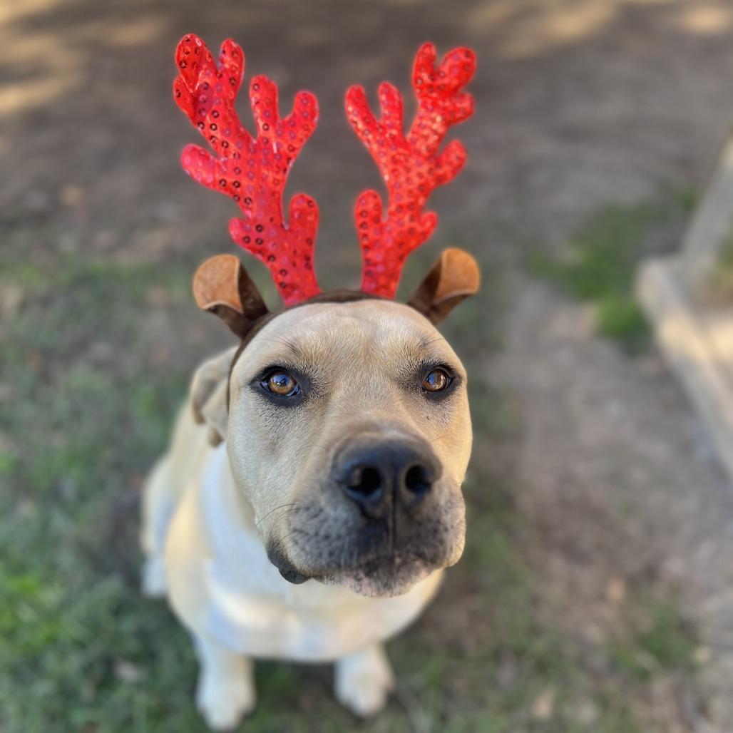 Tank, a Adoptable mixed breed in Allentown , PA image 4/4