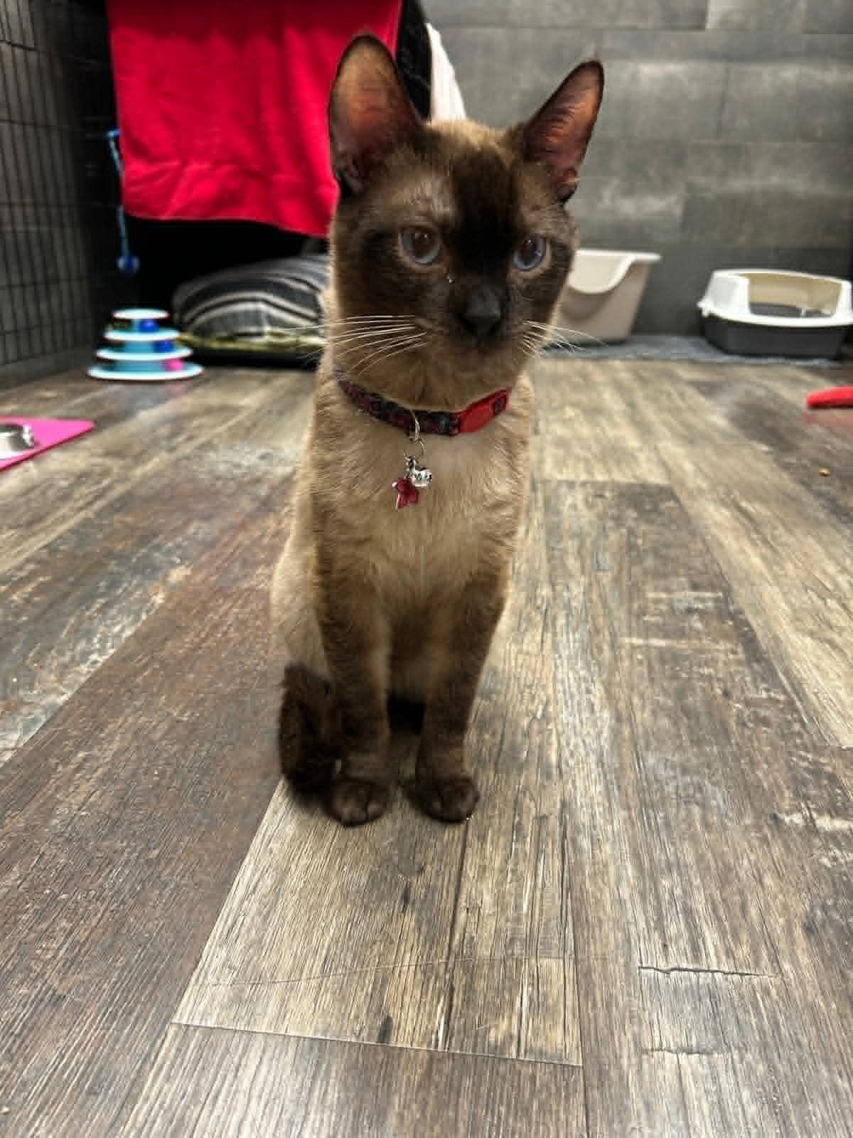 Lime, adoptable, Adult Male Siamese.