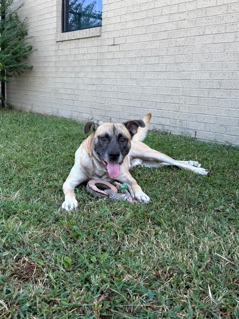 TANGO, Adoptable, Young Male Mixed Breed.