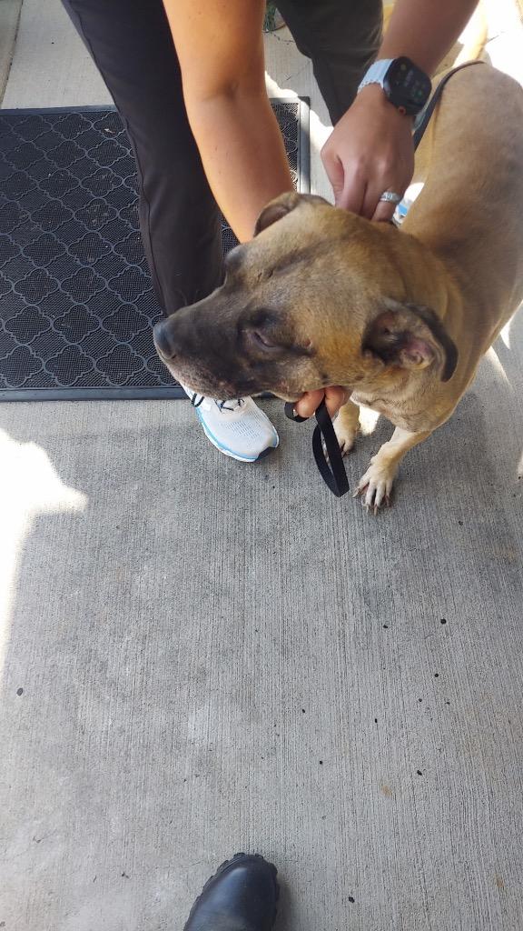 Enlarge TANGO, a Adoptable mixed breed in Gallatin, TN image 1/2