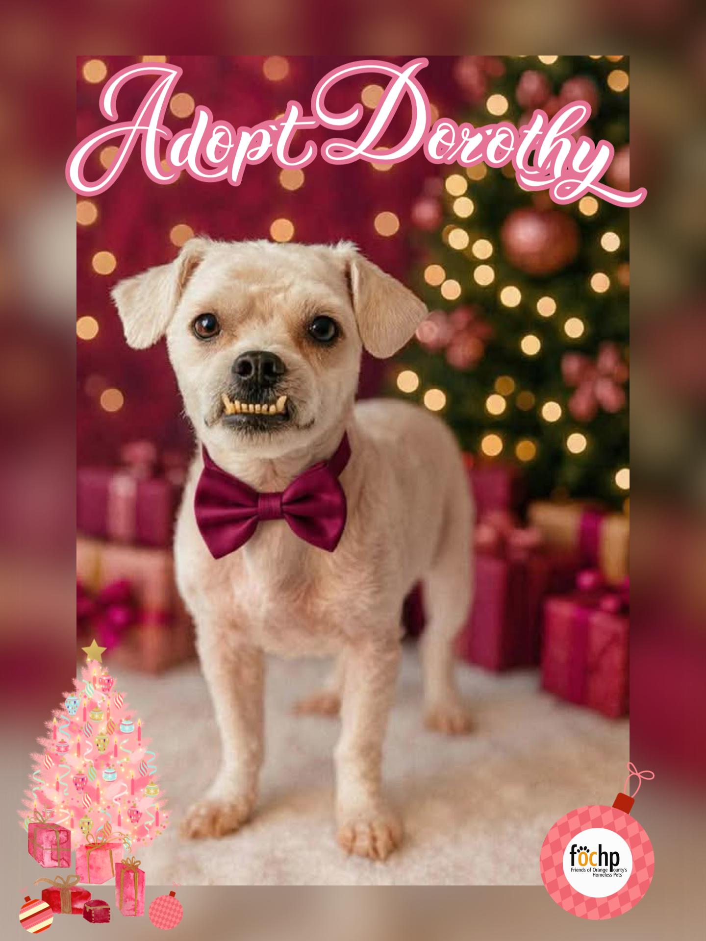 Dorothy, Adoptable, Adult Female Bichon Frise & Shih Tzu.