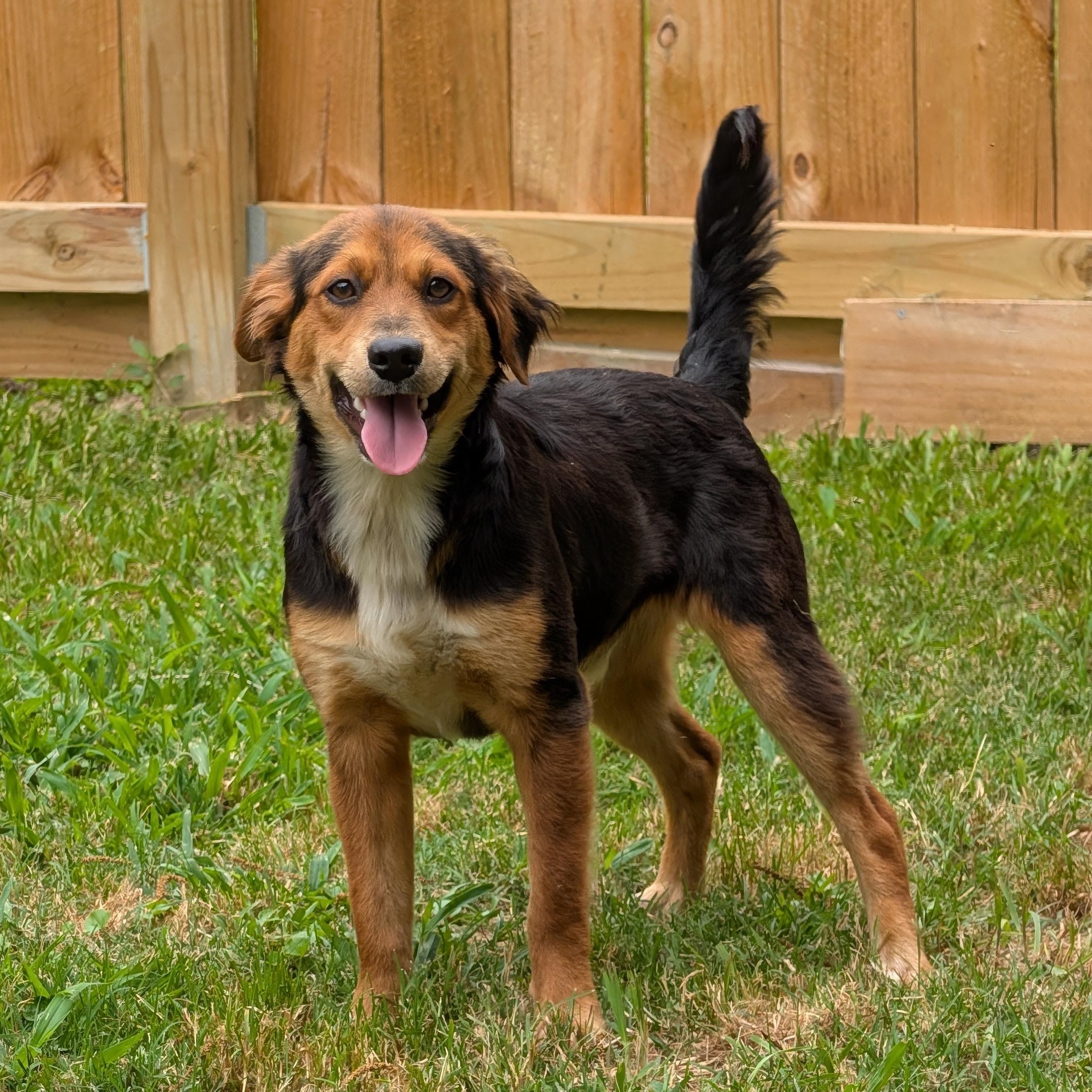 Enlarge Landon, a Adoptable mixed breed in Baton Rouge, LA image 2/2