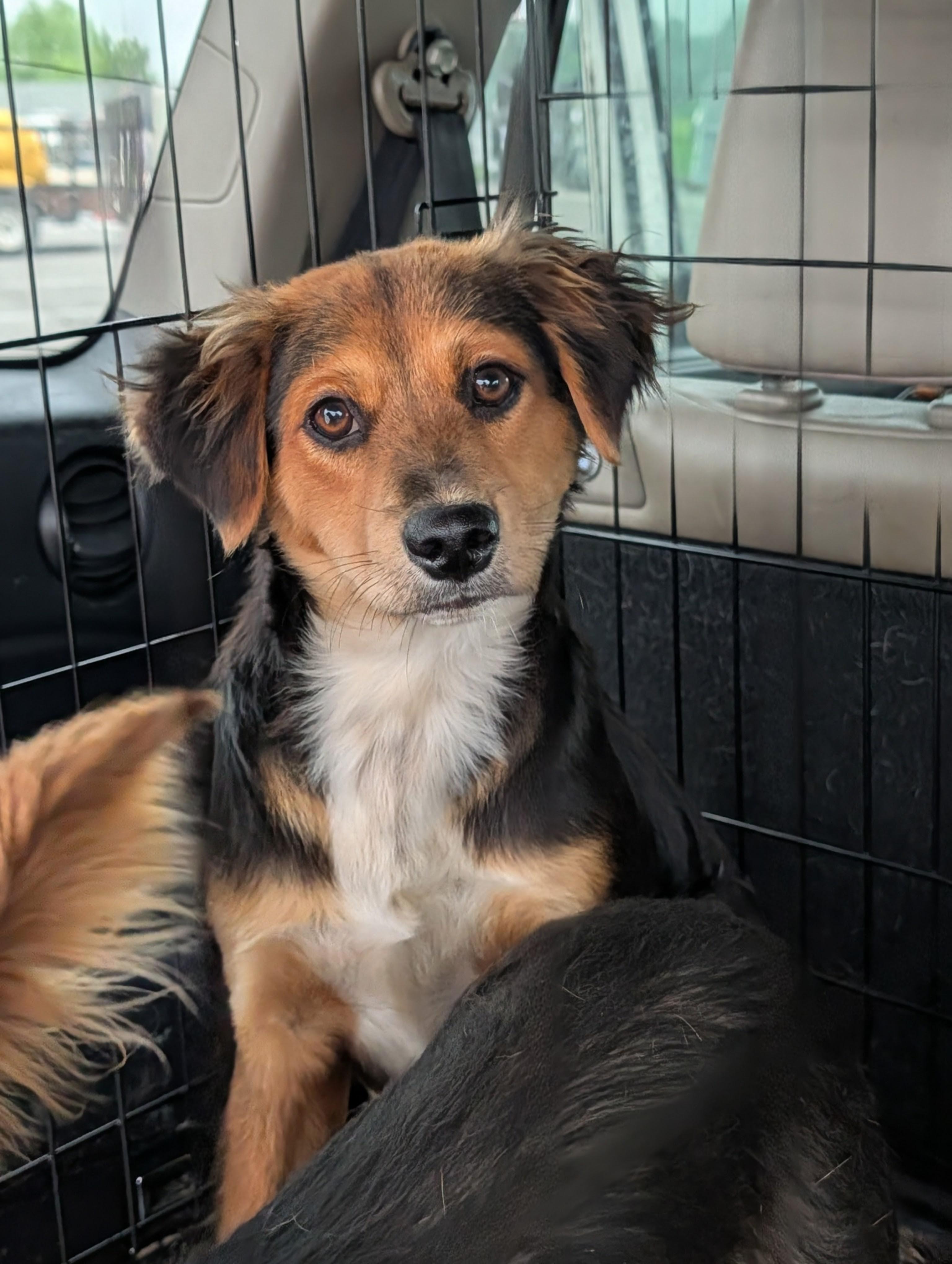 Landon, Adoptable, Young Male Australian Shepherd & Mixed Breed.