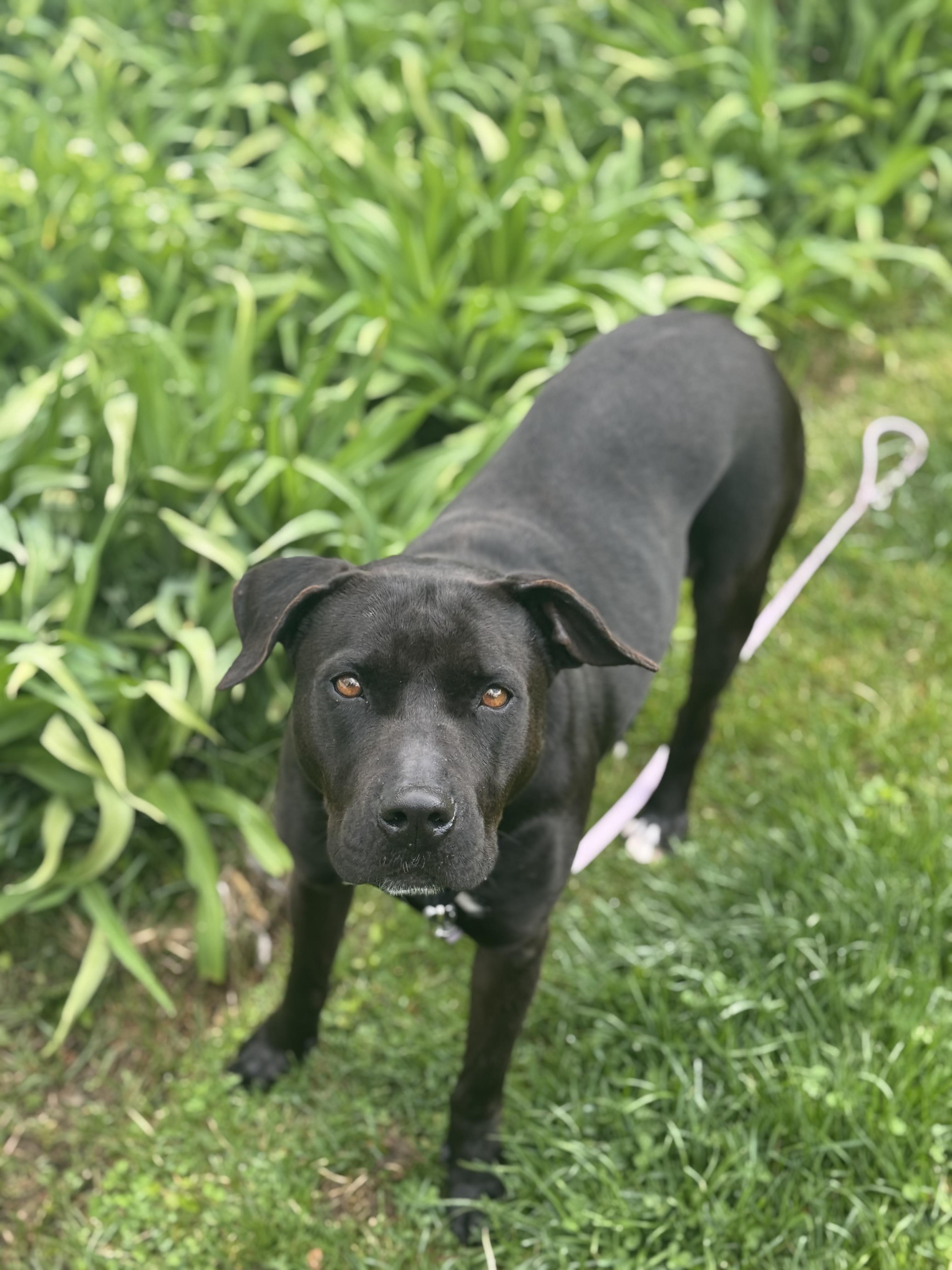 Gigi Elizabeth, Adopted, Adult Female Mixed Breed.