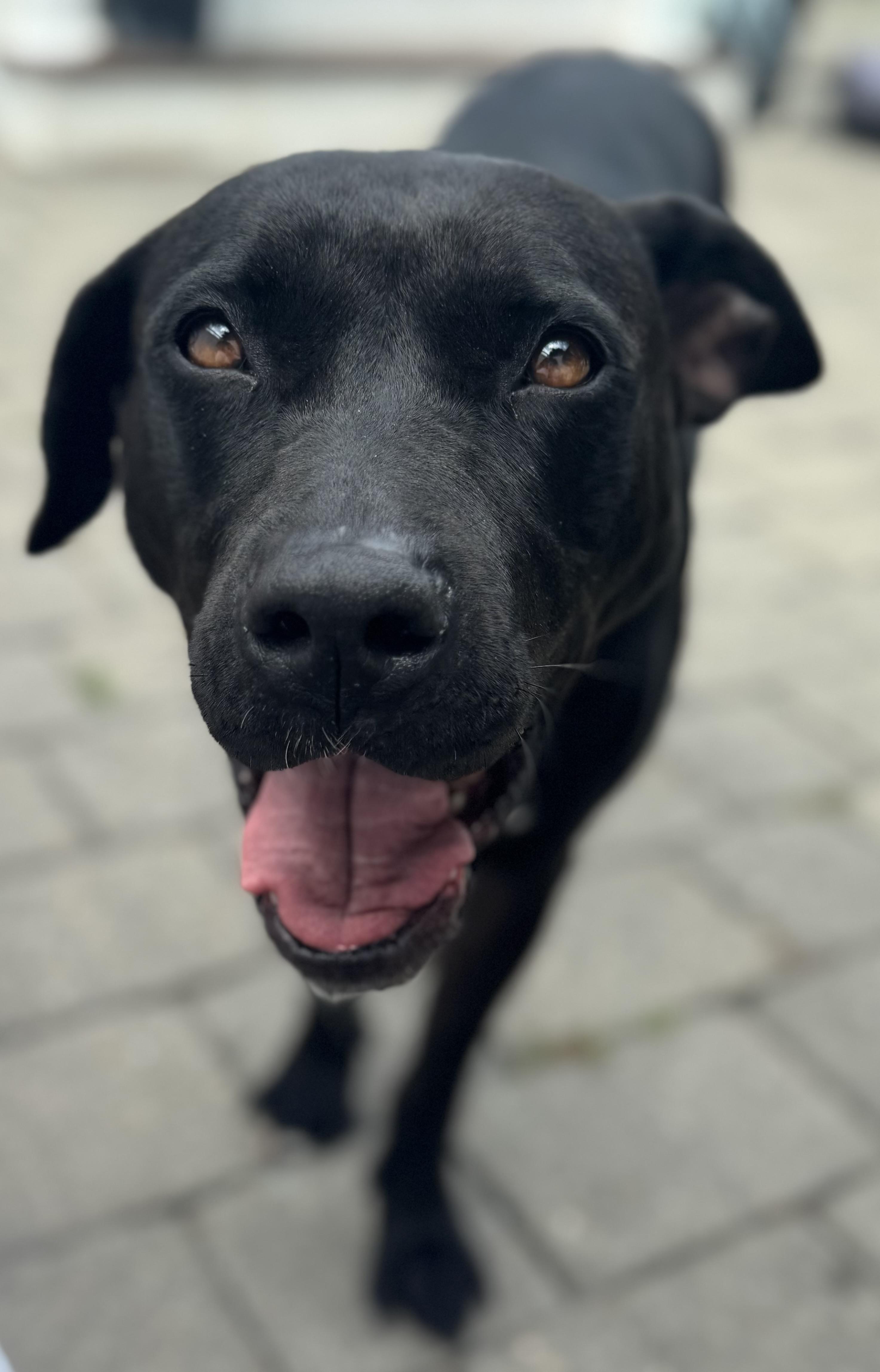 Enlarge Gigi Elizabeth, a Adopted mixed breed in Chelmsford, MA image 2/5