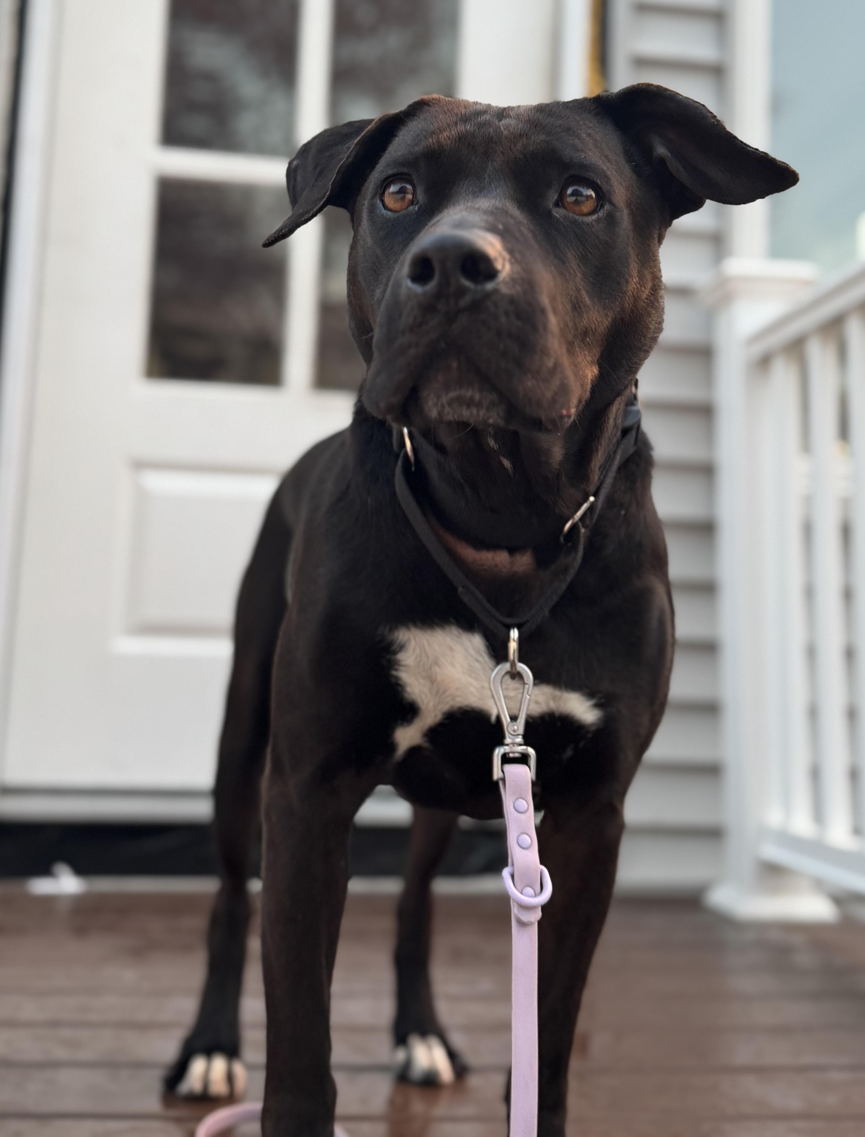 Enlarge Gigi Elizabeth, a Adopted mixed breed in Chelmsford, MA image 3/5