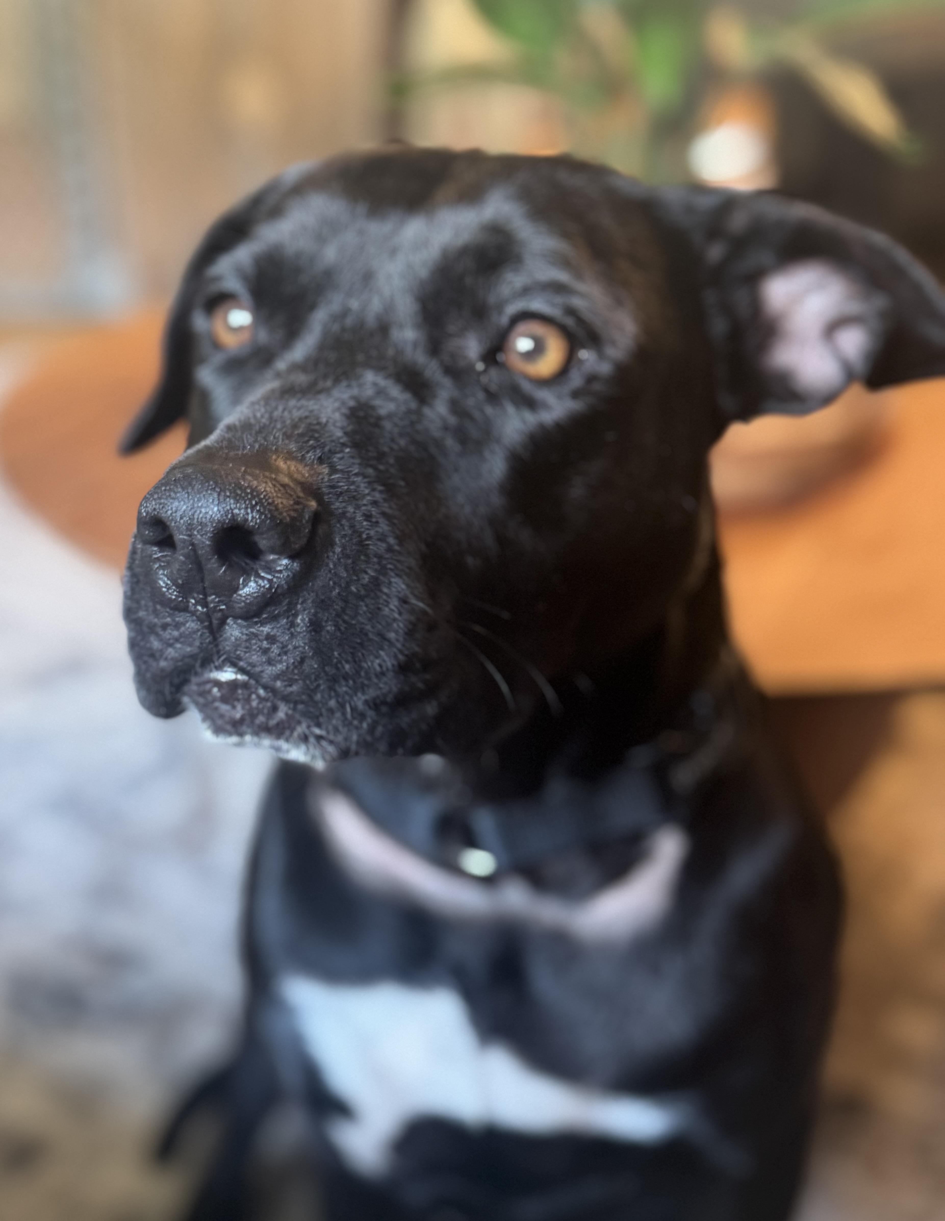 Enlarge Gigi Elizabeth, a Adopted mixed breed in Chelmsford, MA image 4/5