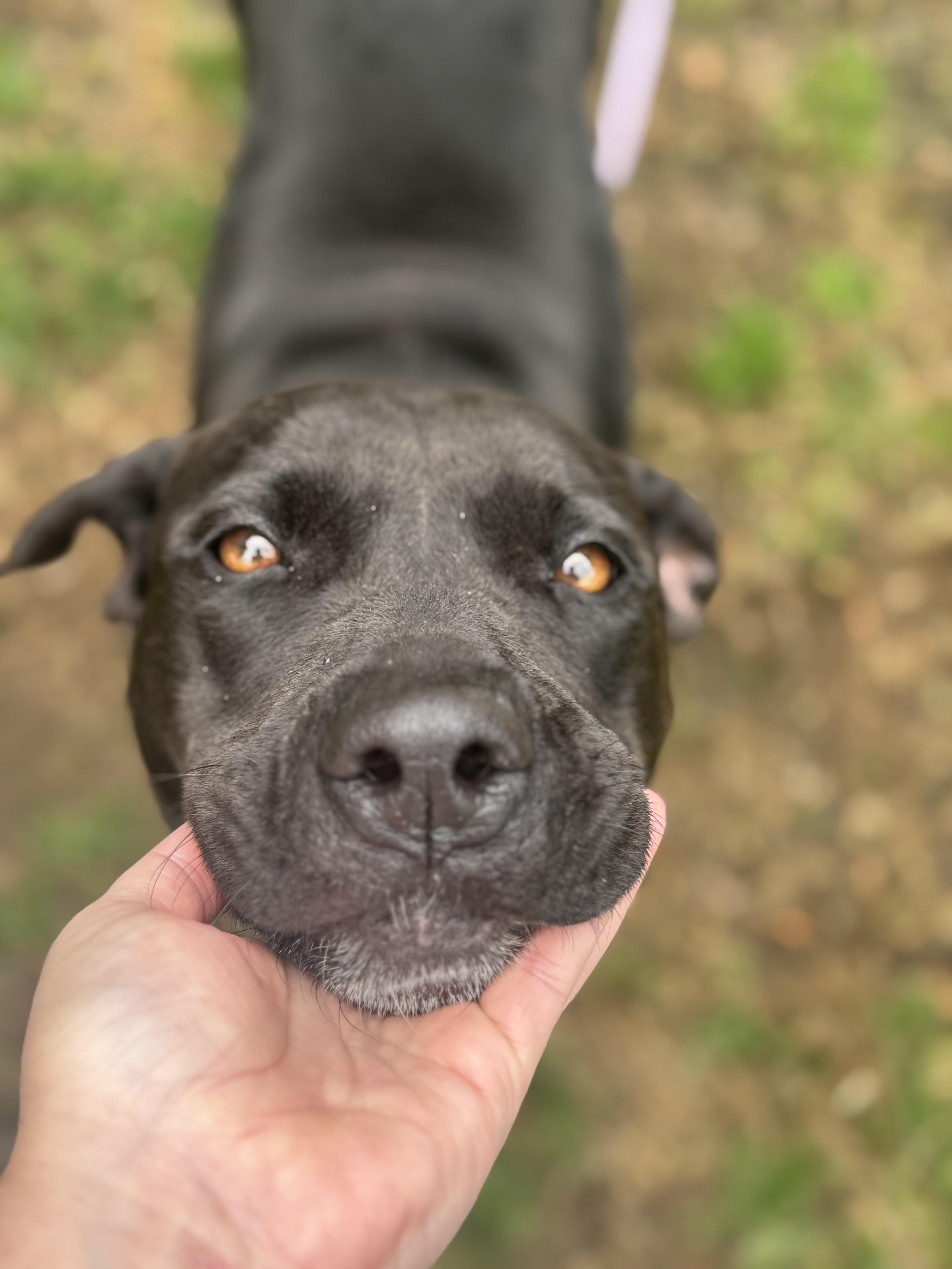 Enlarge Gigi Elizabeth, a Adopted mixed breed in Chelmsford, MA image 5/5