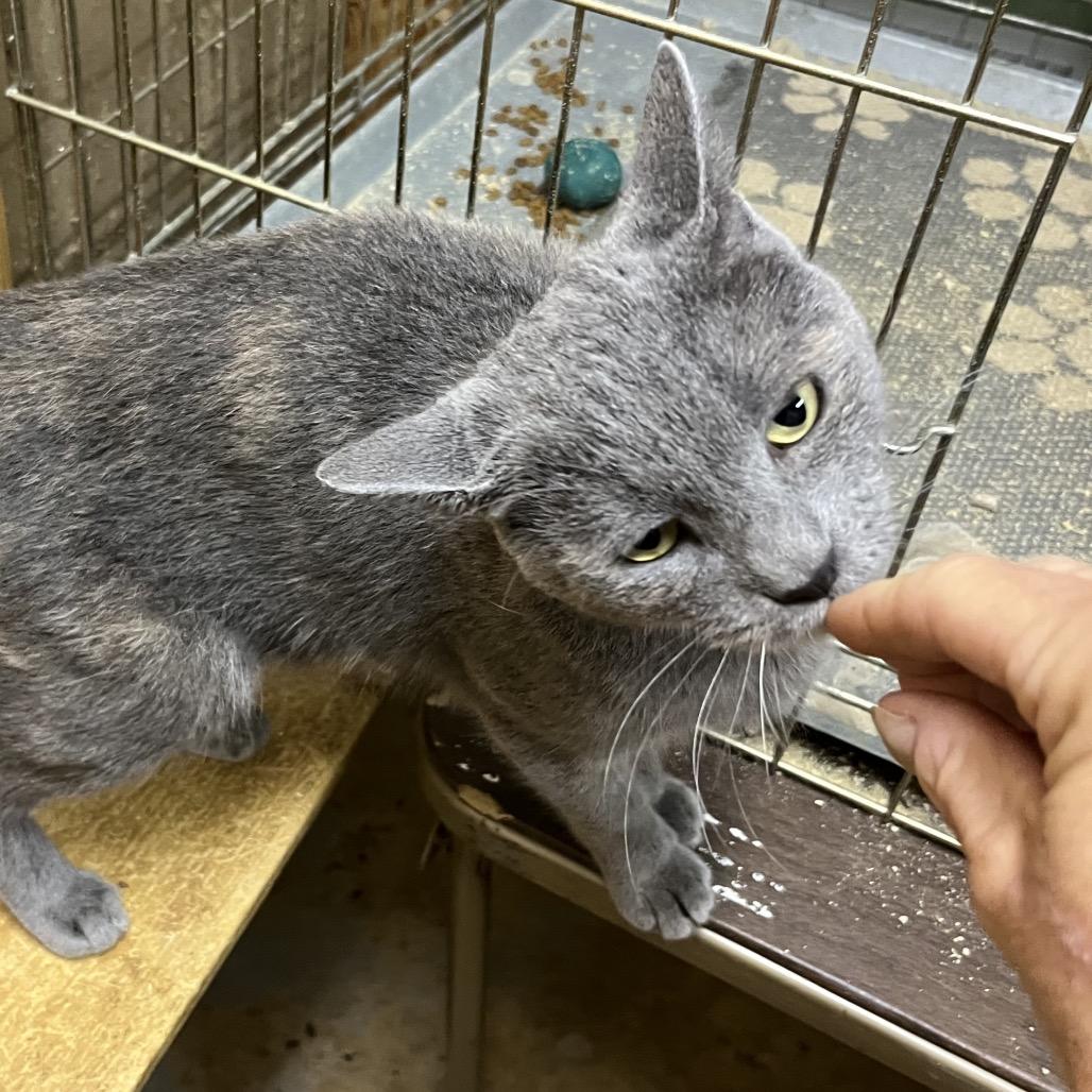 Tess, Adoptable, Adult Female Domestic Short Hair.