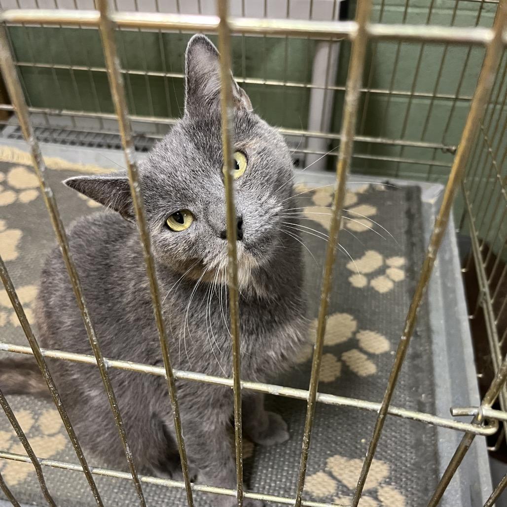 Enlarge Tess, a Adoptable Domestic Short Hair in Mount Laurel, NJ image 2/3