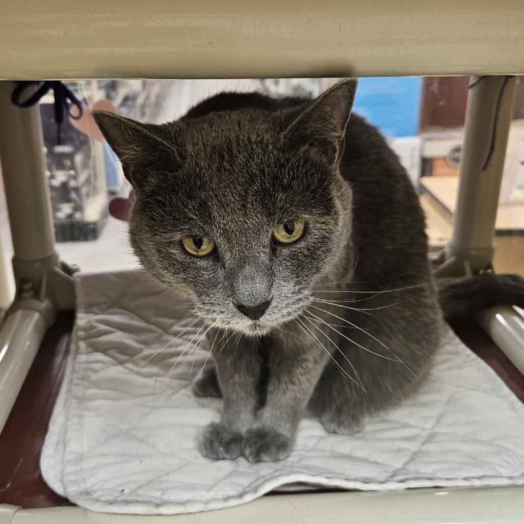 Enlarge Tess, a Adoptable Domestic Short Hair in Mount Laurel, NJ image 3/3