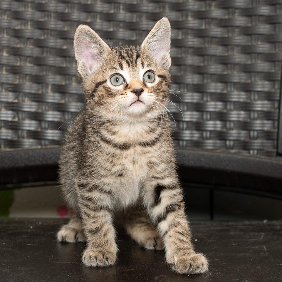 Snickers, Adoptable, Kitten Male Domestic Short Hair.