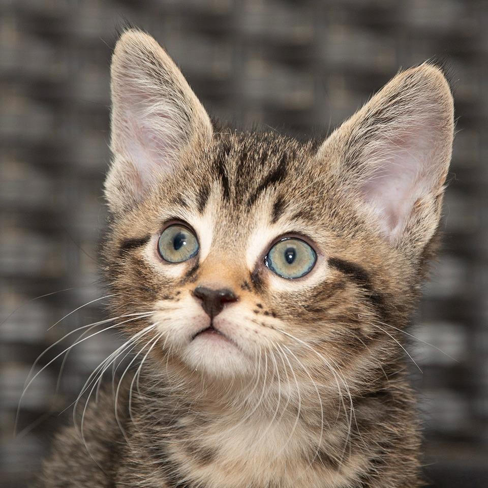 Enlarge Snickers, a Adoptable Domestic Short Hair in Troy, OH image 2/2