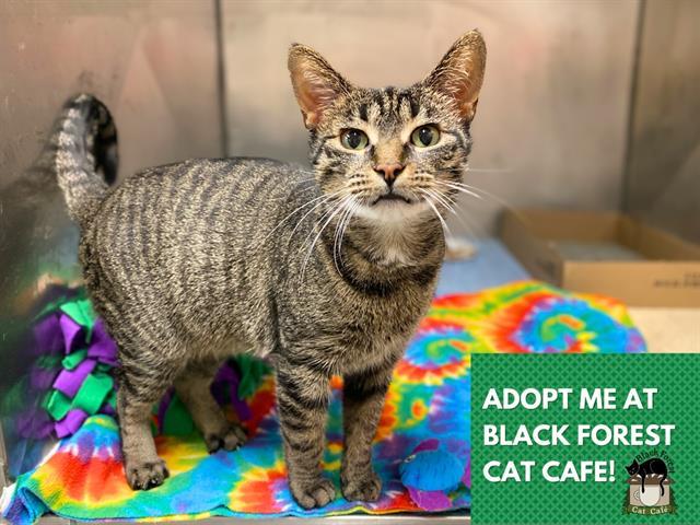 PANSY, Adoptable, Young Female Domestic Short Hair.