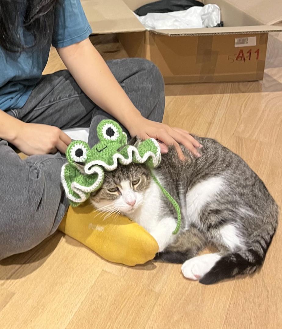 Enlarge Jumbo, a Adoptable Domestic Short Hair in Brooklyn, NY image 2/2