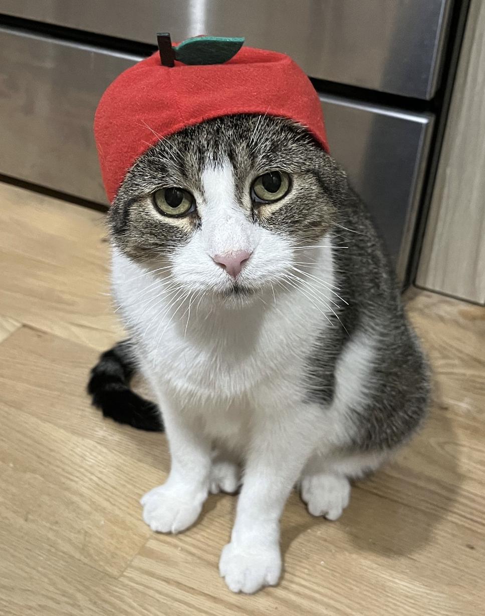 Jumbo, a Adoptable Domestic Short Hair in Brooklyn, NY image 2/2