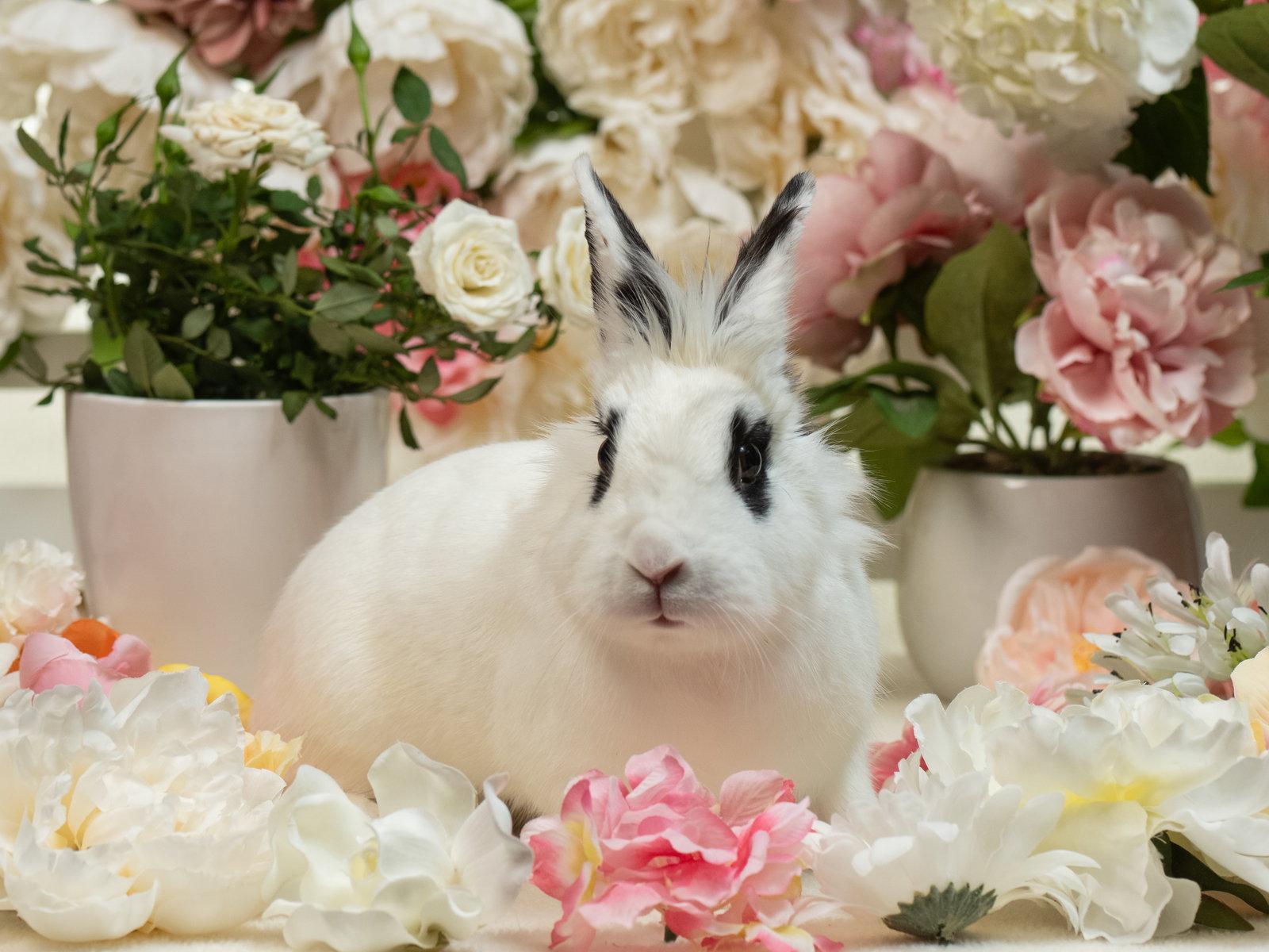 Enlarge Dottie, a Adoptable mixed breed in Antioch, CA image 2/3