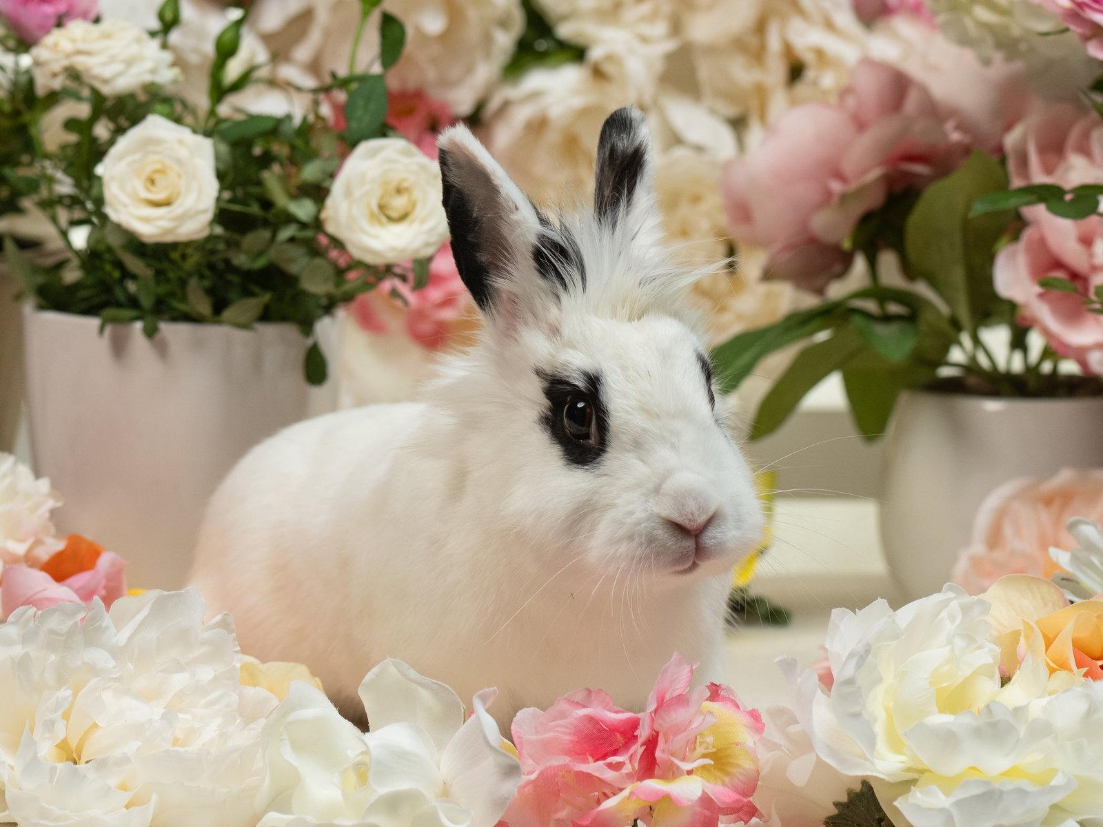 Enlarge Dottie, a Adoptable mixed breed in Antioch, CA image 3/3