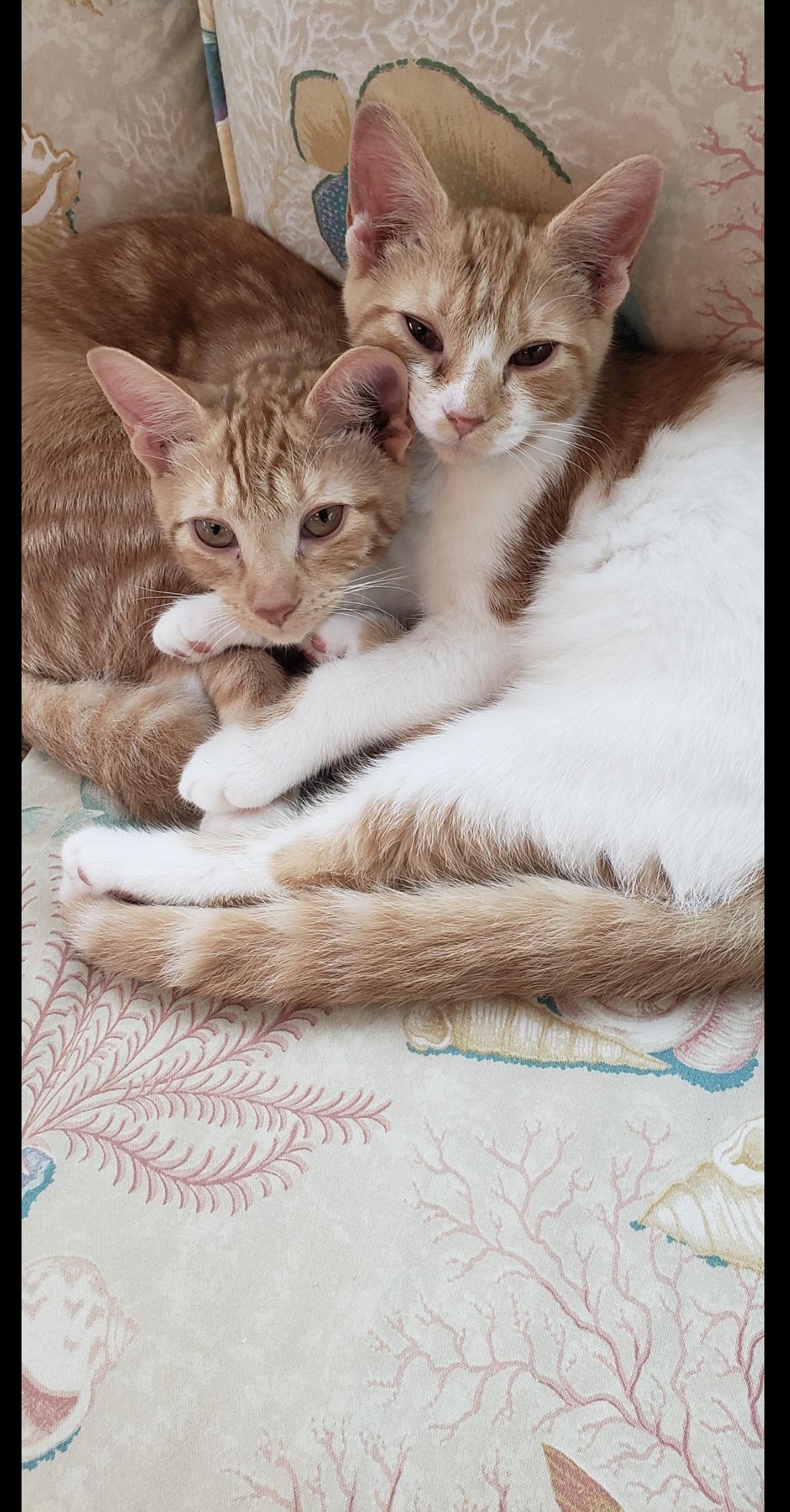 Enlarge Fiona, a Adoptable Domestic Short Hair in Aylett, VA image 1/3