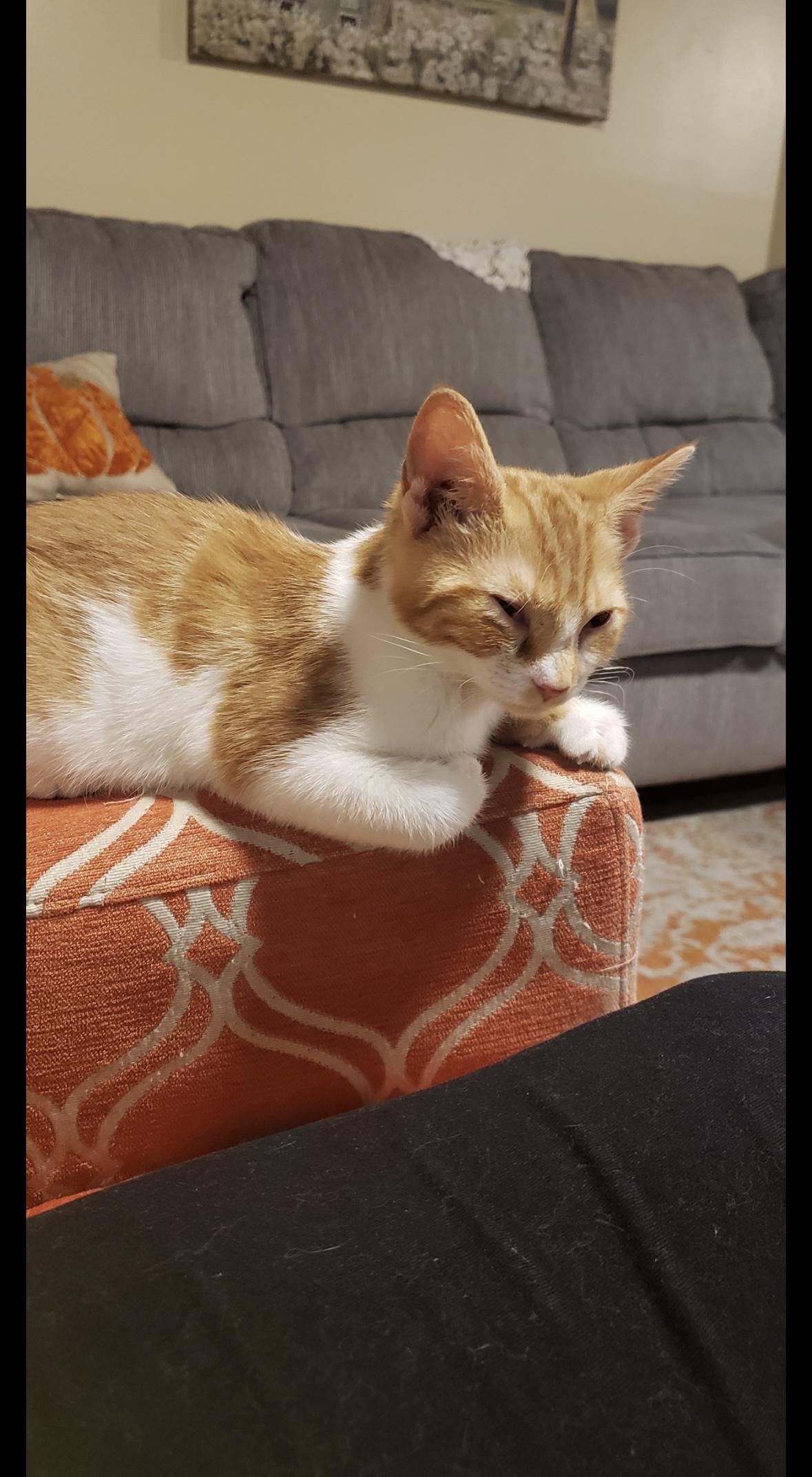 Enlarge Fiona, a Adoptable Domestic Short Hair in Aylett, VA image 2/3