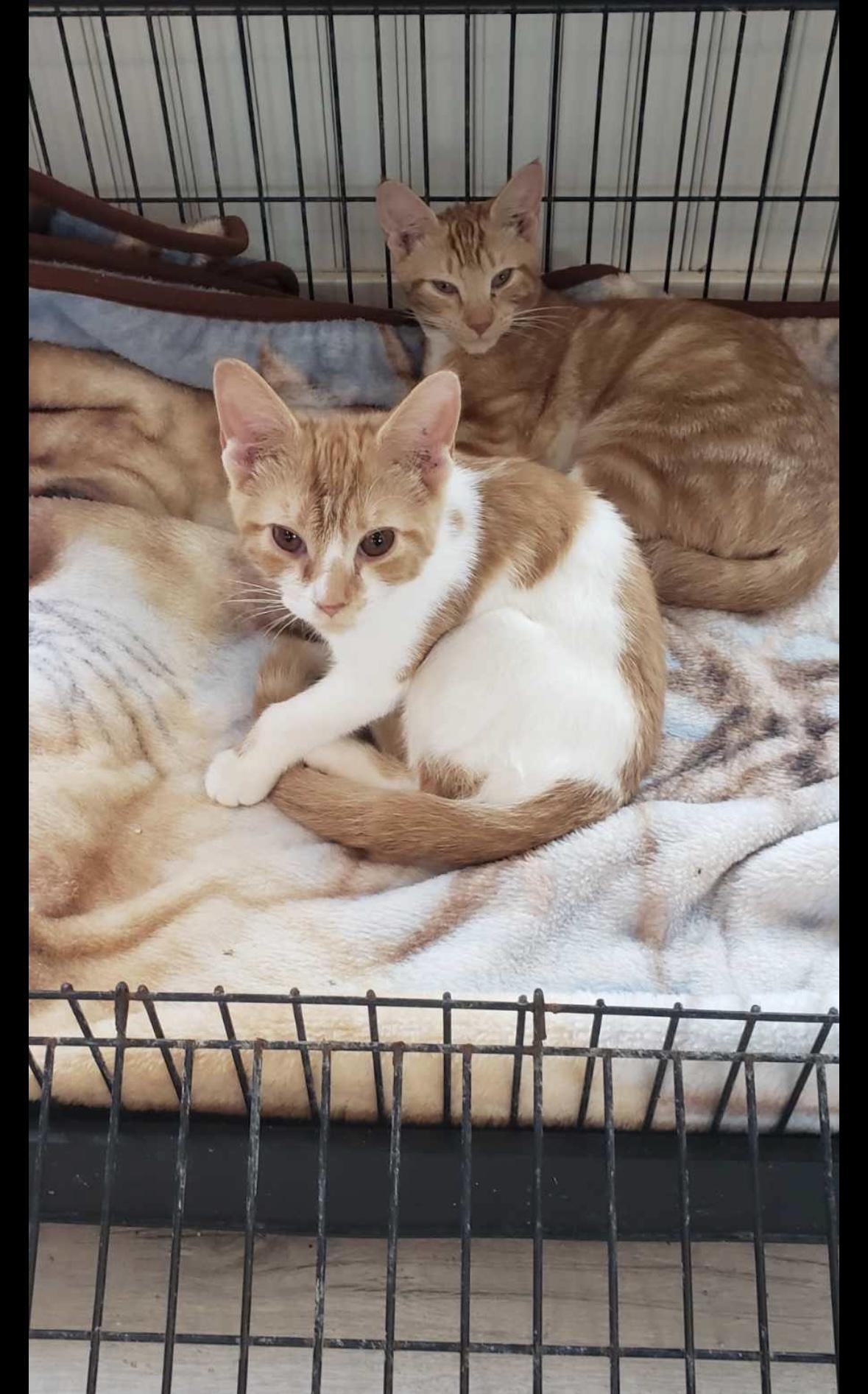 Enlarge Fiona, a Adoptable Domestic Short Hair in Aylett, VA image 3/3