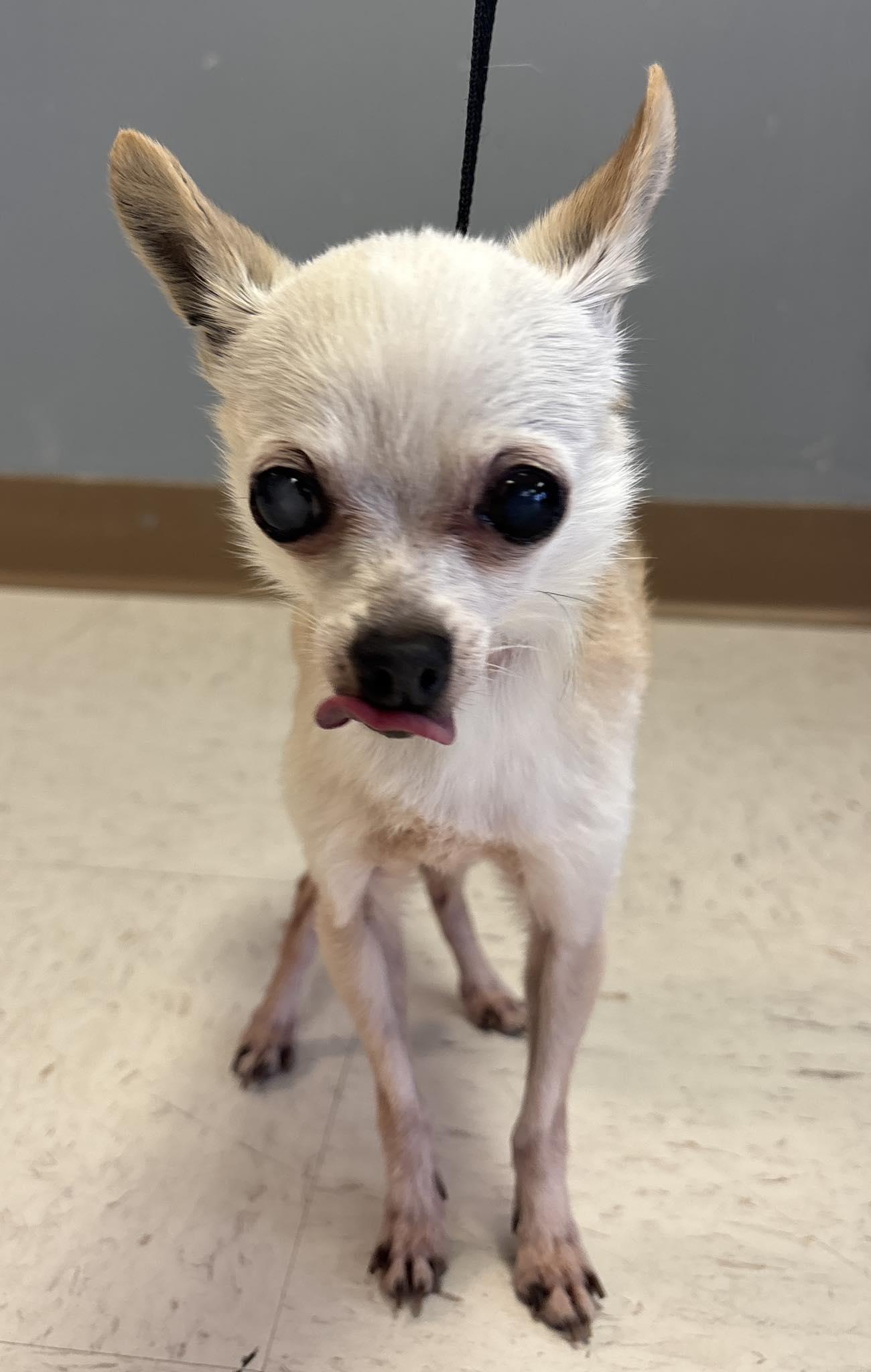 Enlarge Pearl, a ADOPTABLE Chihuahua in Columbus, NE image 1/1