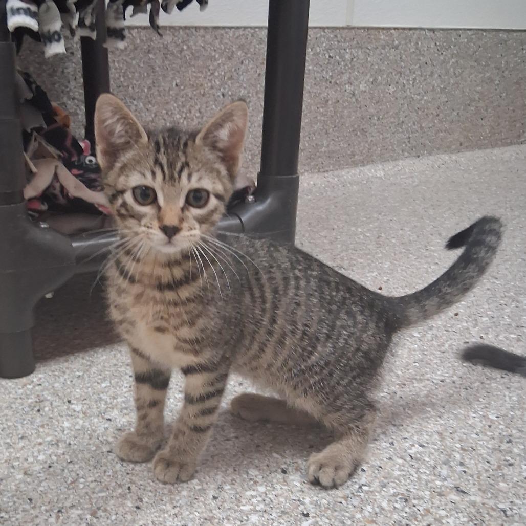 Hickory, Adoptable, Kitten Male Domestic Short Hair.