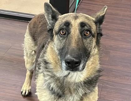 Karla, Adoptable, Adult Female German Shepherd Dog & Mixed Breed.