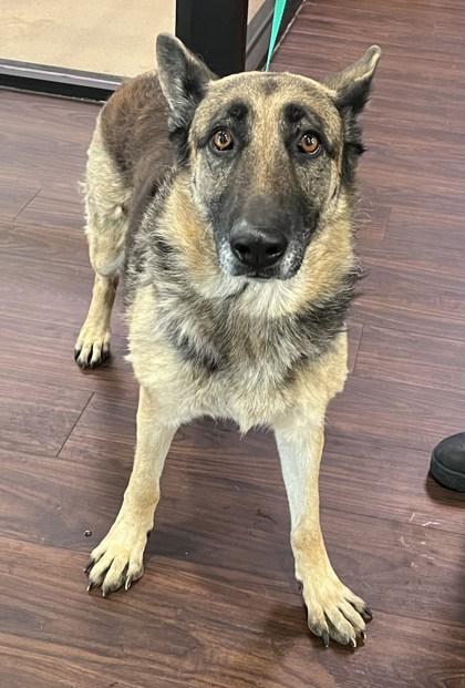 Enlarge Karla, a Adoptable mixed breed in Lewisville, TX image 2/2