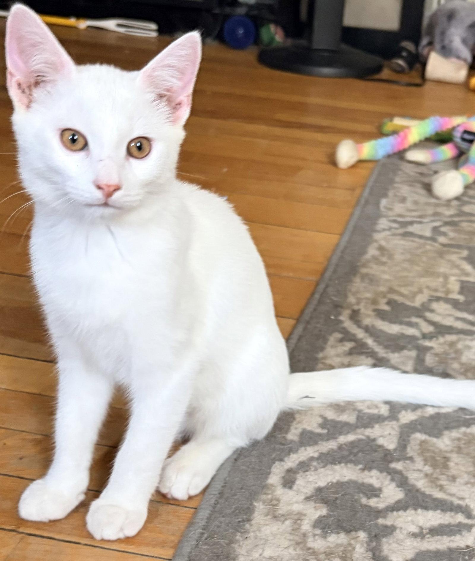 Birch, a Adopted Domestic Medium Hair in East Derry, NH image 1/3