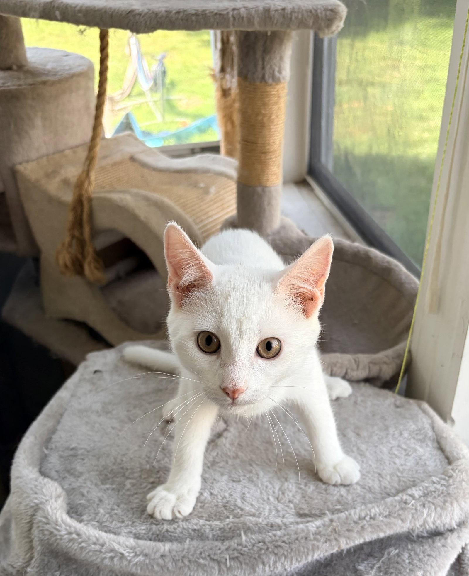 Birch, a Adopted Domestic Medium Hair in East Derry, NH image 2/3