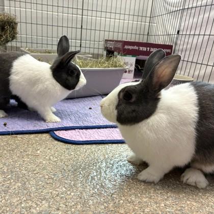 Chai (Bonded) photo
