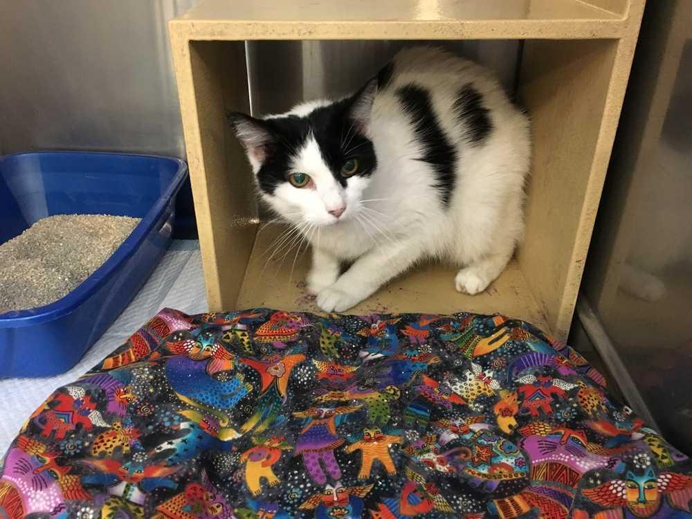 Gala (formerly Girlie), Adopted, Adult Female Domestic Medium Hair.