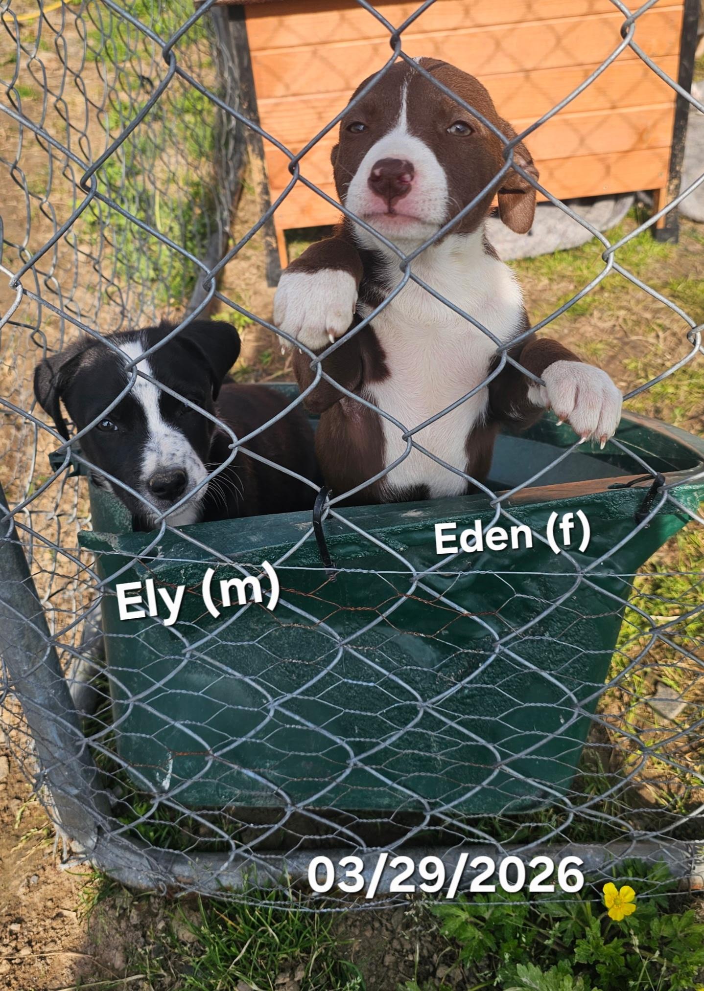Enlarge Ely, a ADOPTABLE mixed breed in Warren, RI image 3/5