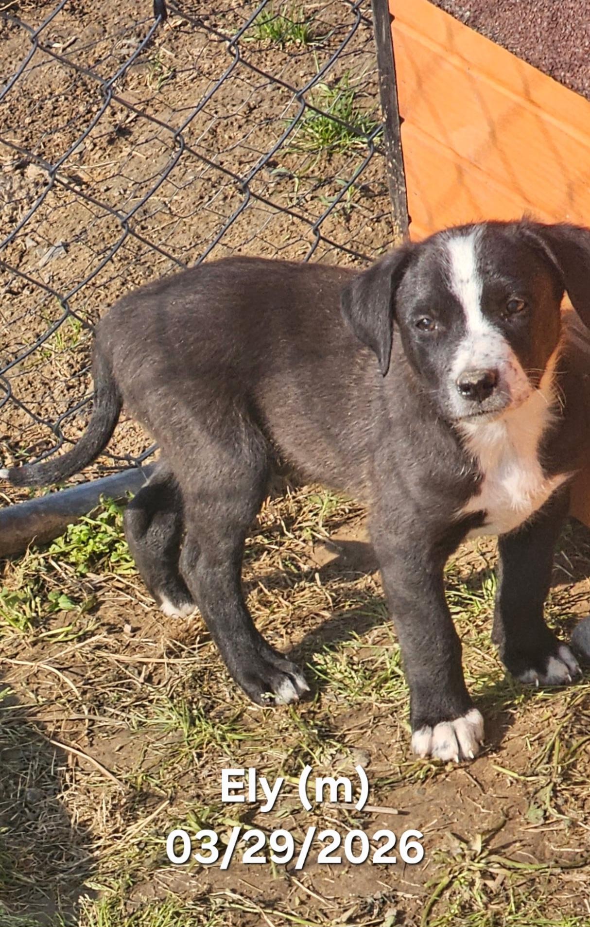 Ely, ADOPTABLE, Puppy Male Border Collie & Labrador Retriever.