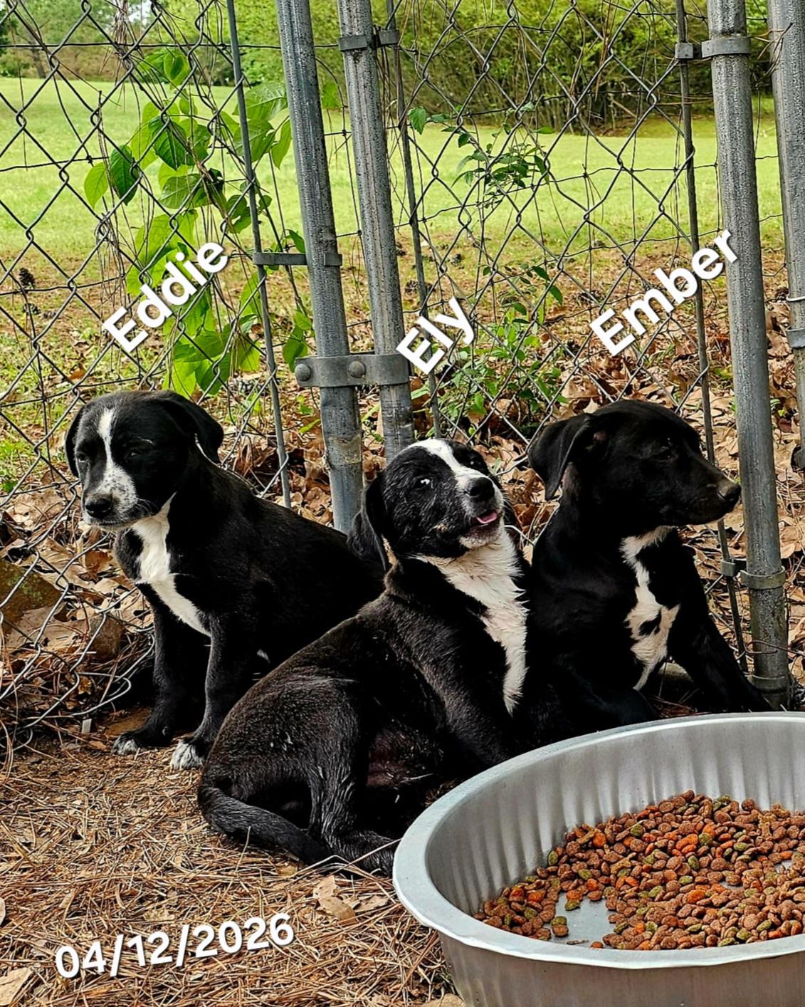 Enlarge Ely, a ADOPTABLE mixed breed in Warren, RI image 5/5