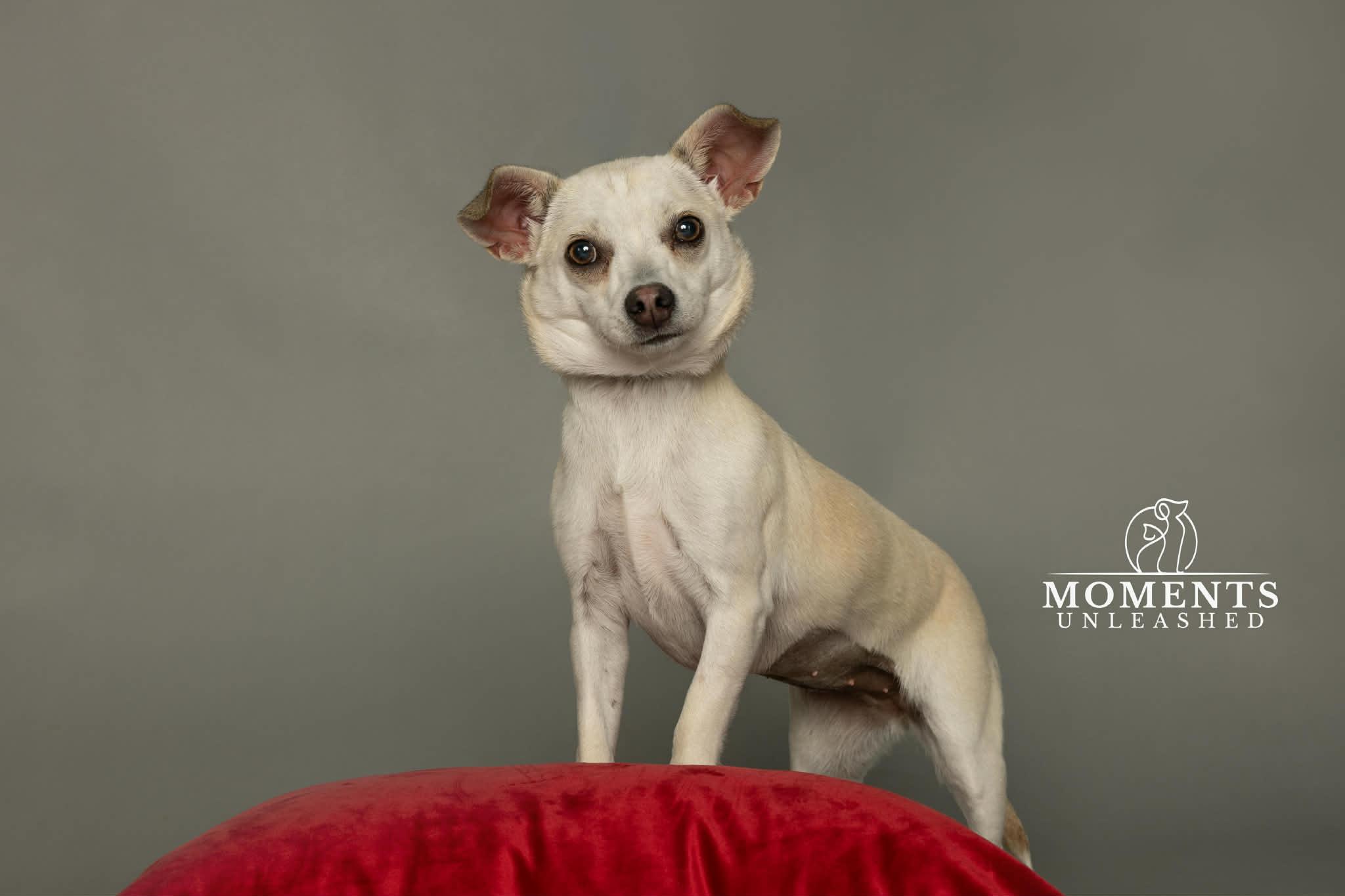 Enlarge Poet, a Adoptable mixed breed in Myakka City, FL image 3/4