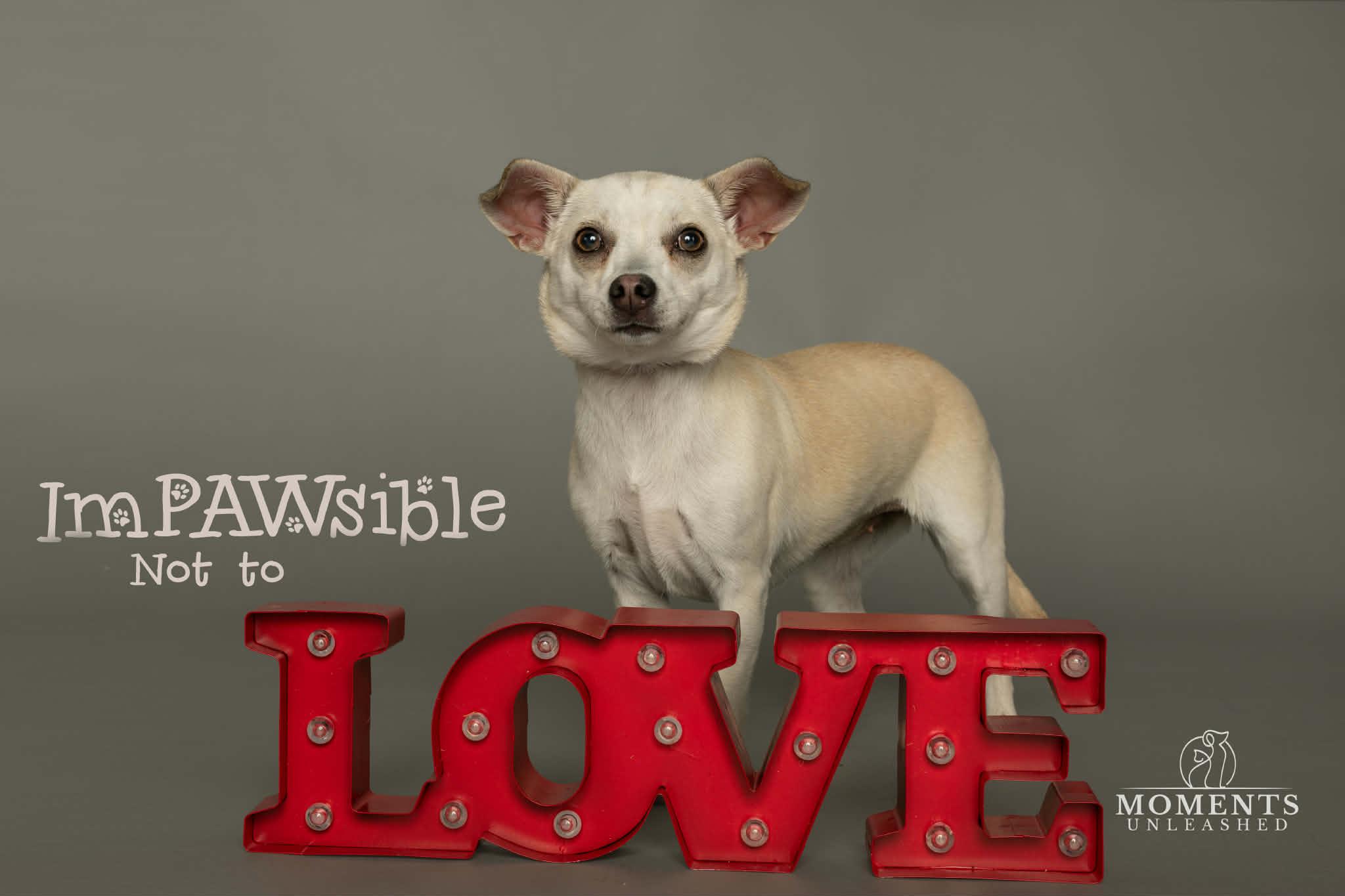 Enlarge Poet, a Adoptable mixed breed in Myakka City, FL image 2/4