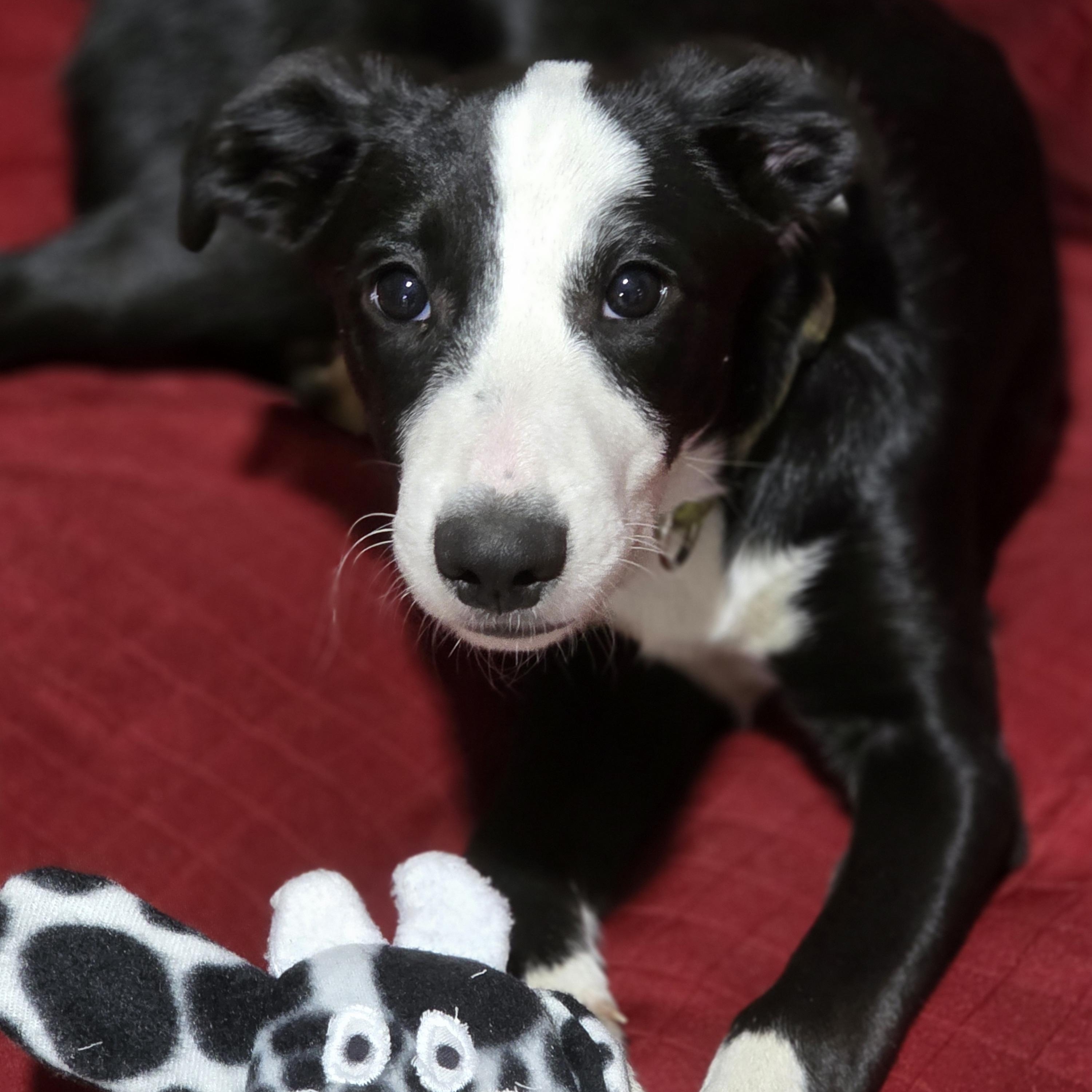 Josie, ADOPTABLE, Young Female Australian Shepherd.