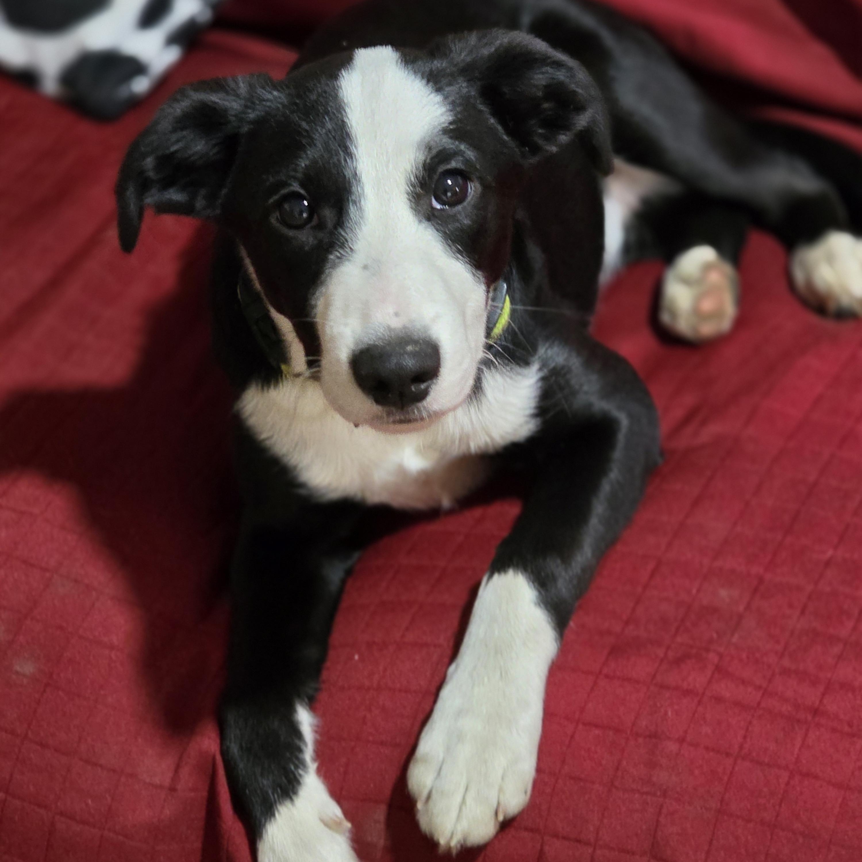 Enlarge Josie, a ADOPTABLE mixed breed in Lisbon, IA image 4/6
