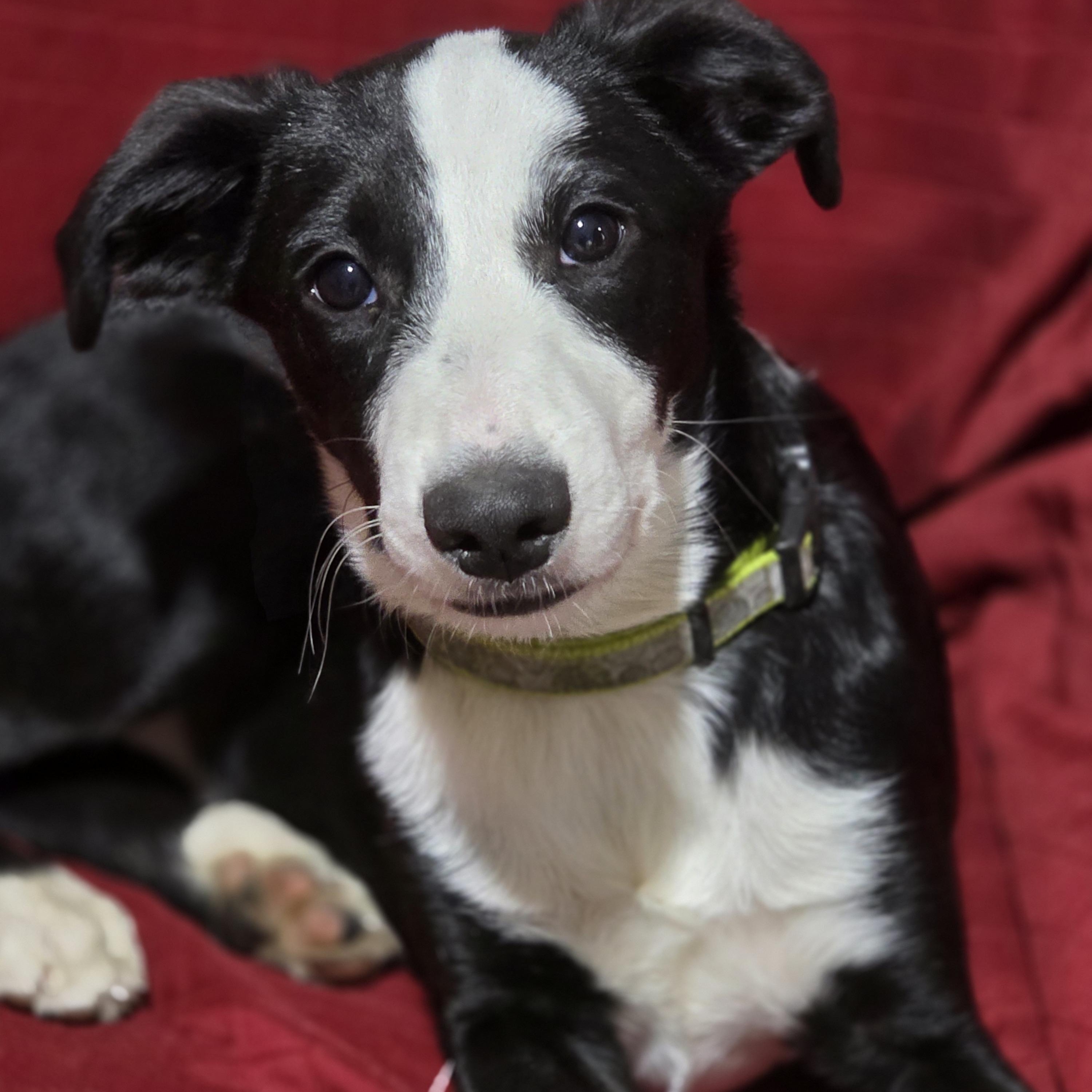 Enlarge Josie, a ADOPTABLE mixed breed in Lisbon, IA image 2/6